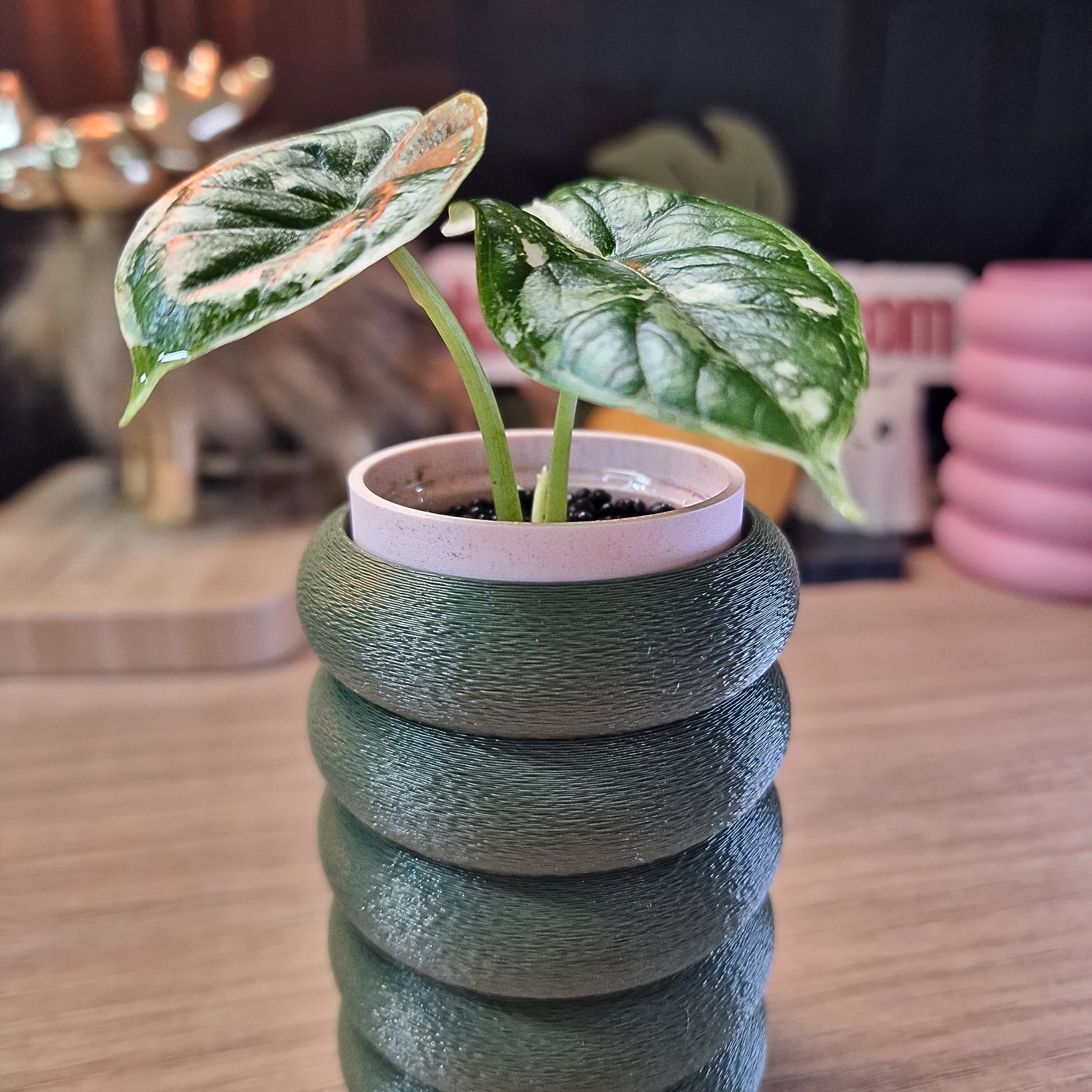 Alocasia Dragon Scale albo