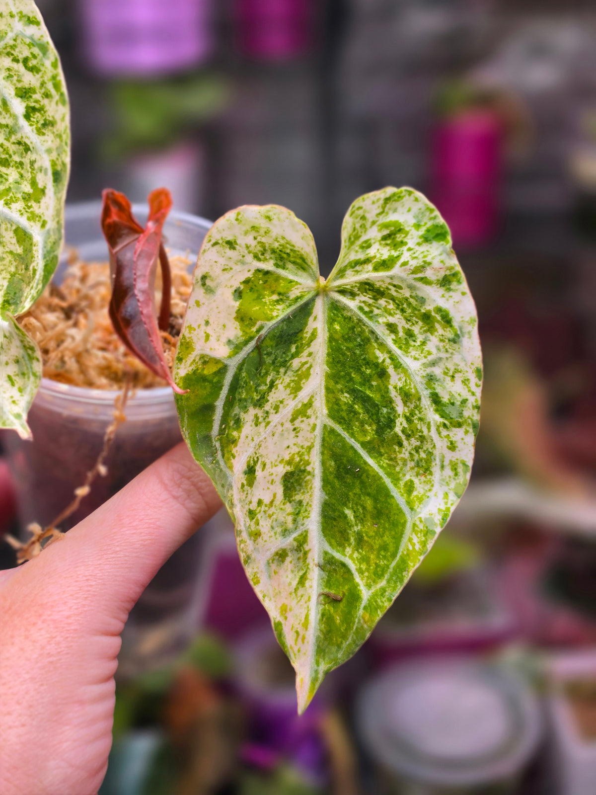 Anthurium Crystallinum 'Marble'