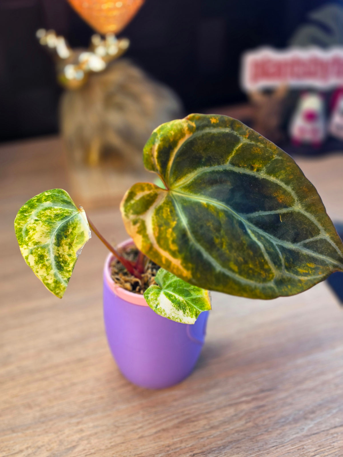 Anthurium 'Black Venom' × 'Blue Papi' Variegated