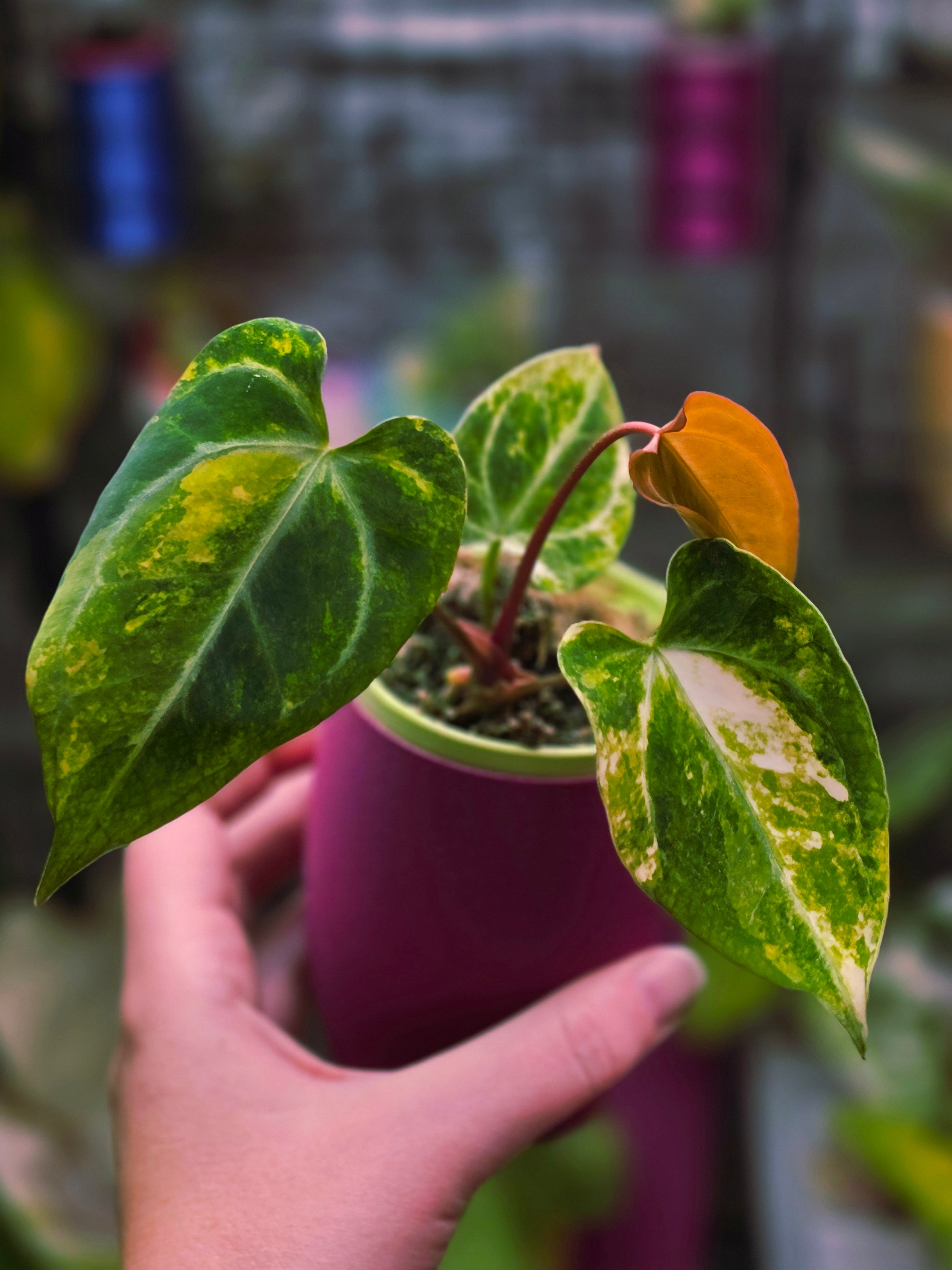 Anthurium (Papillilaminum × Crystallinum) × (Magnificum × Forgetii) | Dark Velvet Collector Hybrid