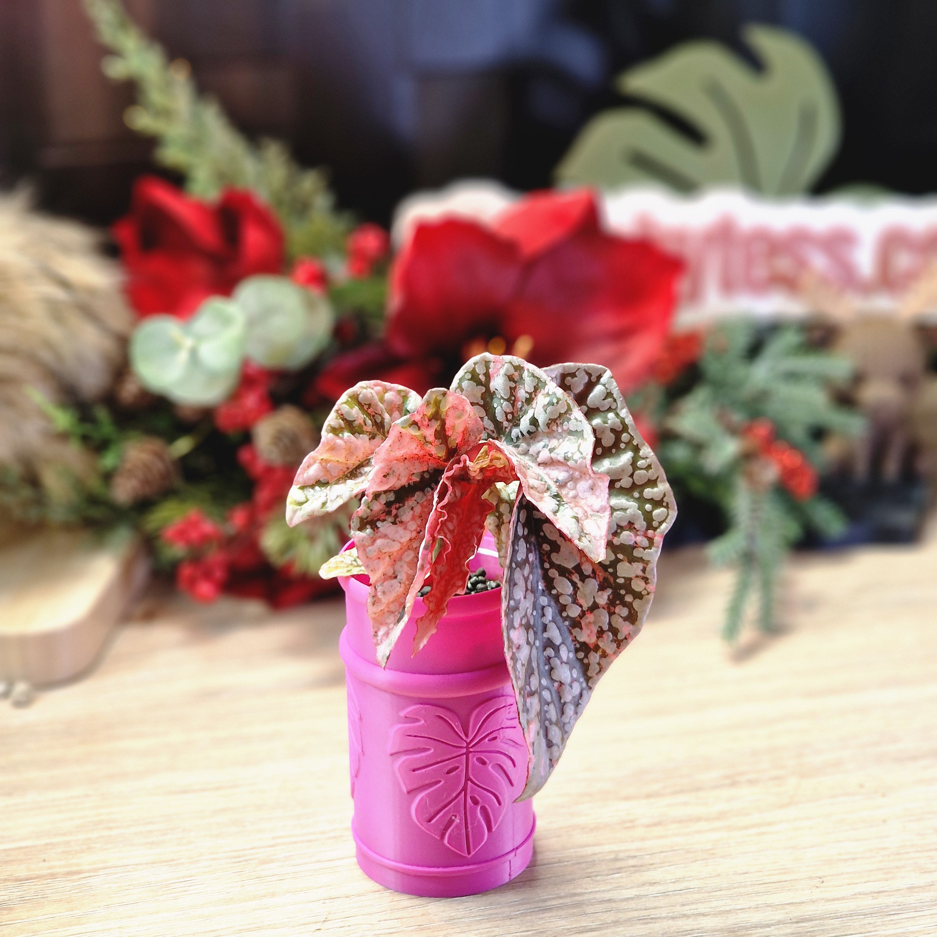 Begonia Snow Capped pink