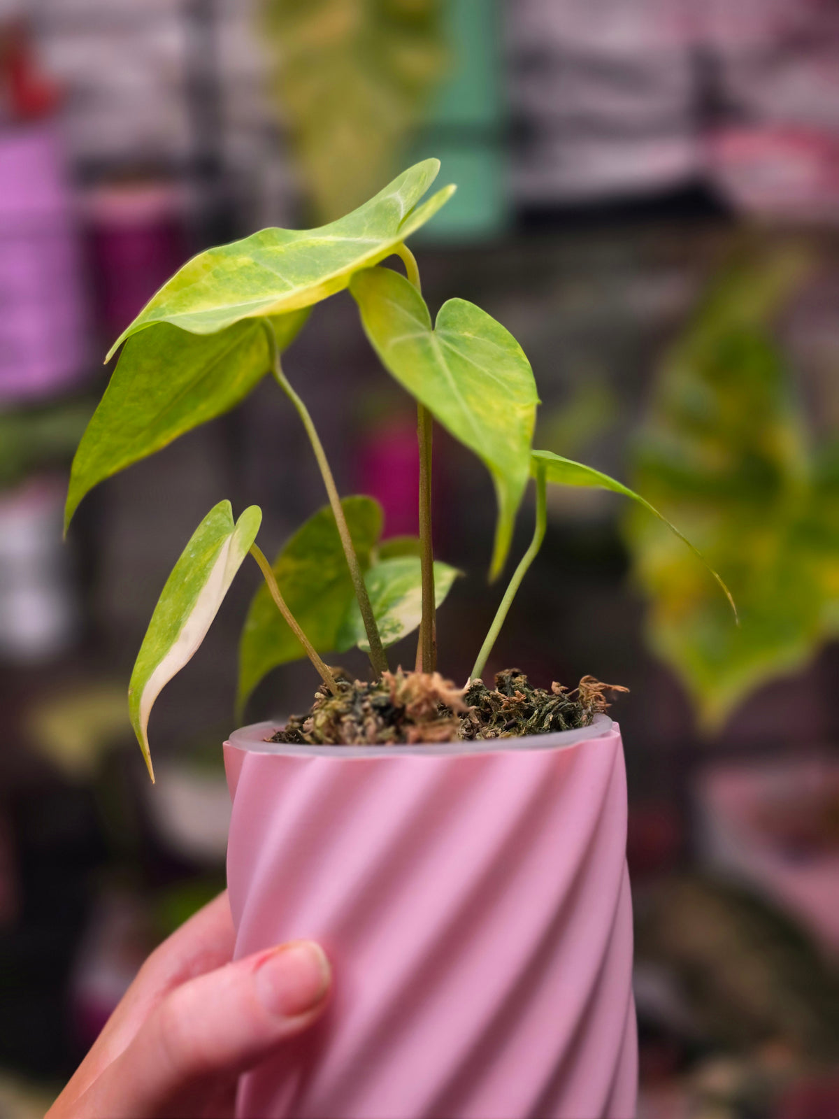 Anthurium 'Queen of Hearts' × clarinervium (Variegated)