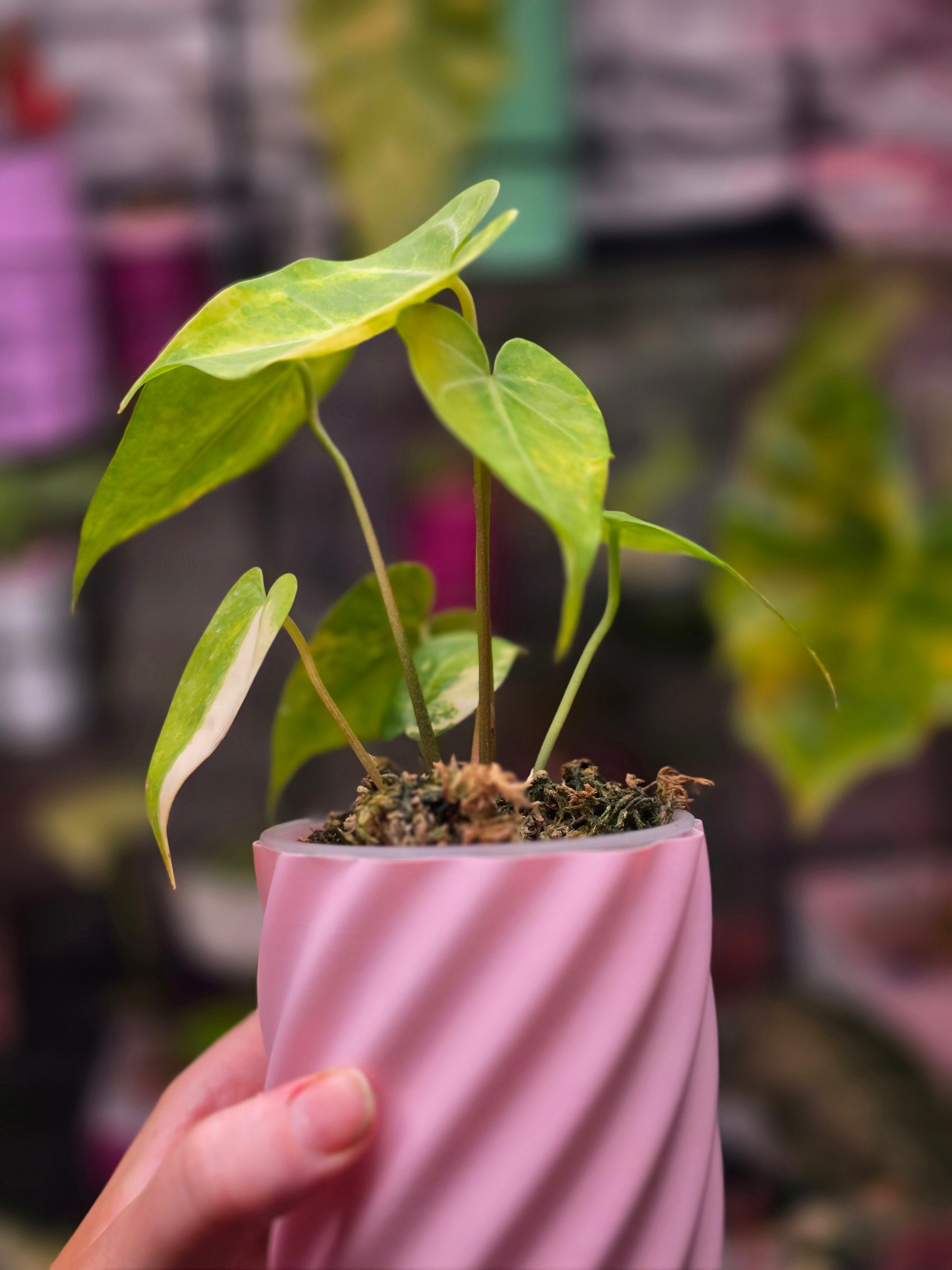 Anthurium 'Queen of Hearts' × clarinervium (Variegated)