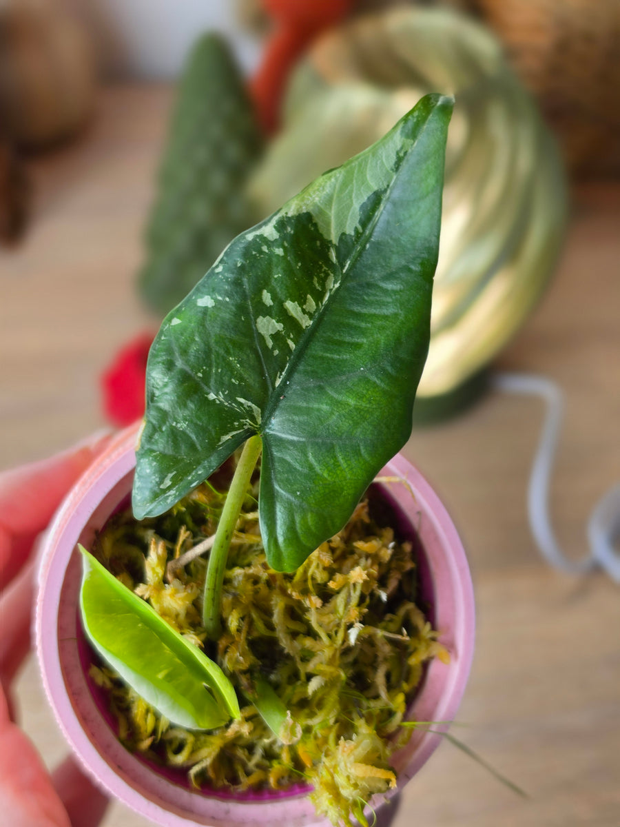 Alocasia Scabriuscula × Reginae | Rare Hybrid, 2 Leaves