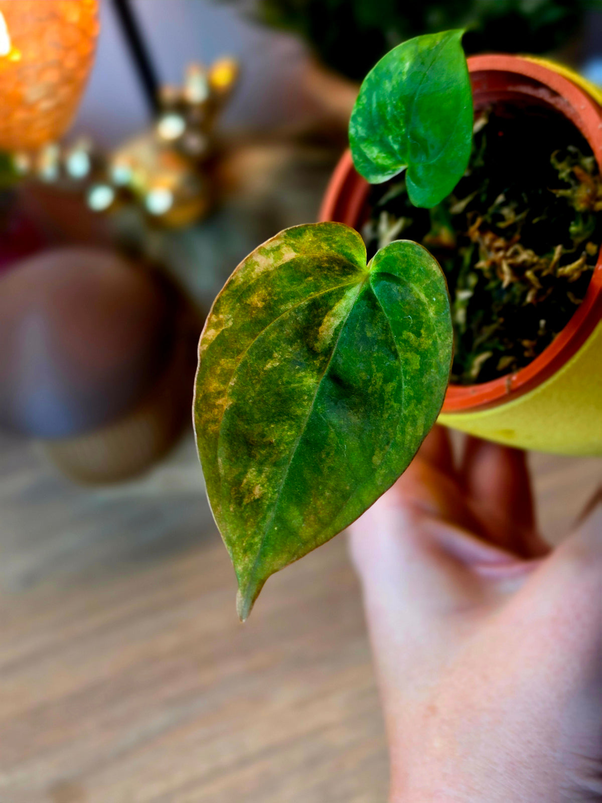 Anthurium Papillilaminum × Ace of Spades (SKG) | Variegated Clone, 2 Leaves