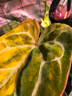 Anthurium (Crystallinum x Angela) x (Forgetii x Crystallinum) Clone | Velvet Collector Hybrid