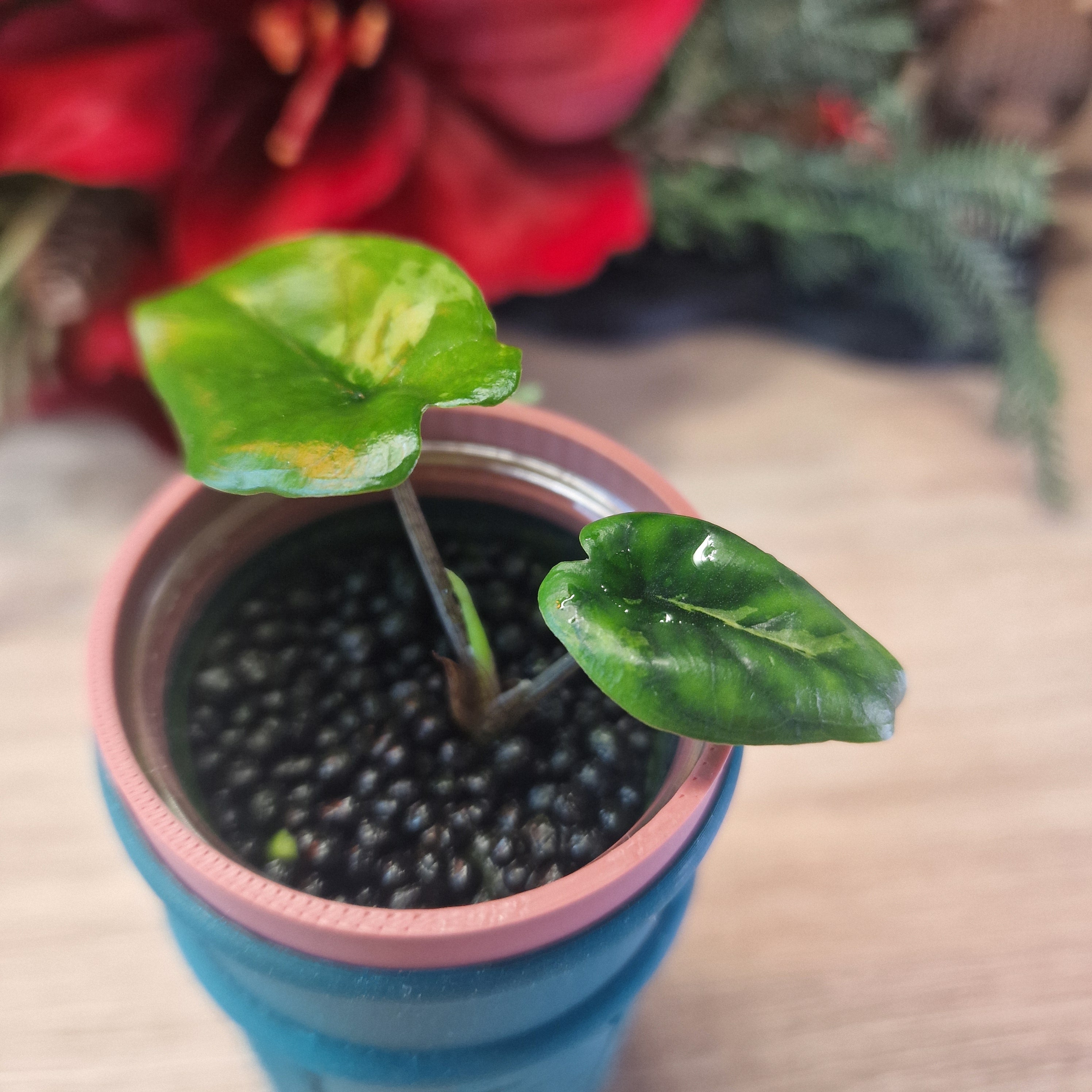 Alocasia Corazon aurea baby