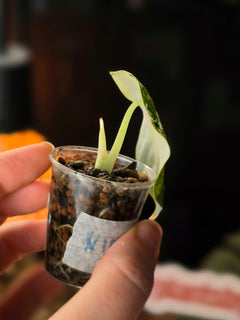 Alocasia Ninja Albo | Variegated Collector Plant