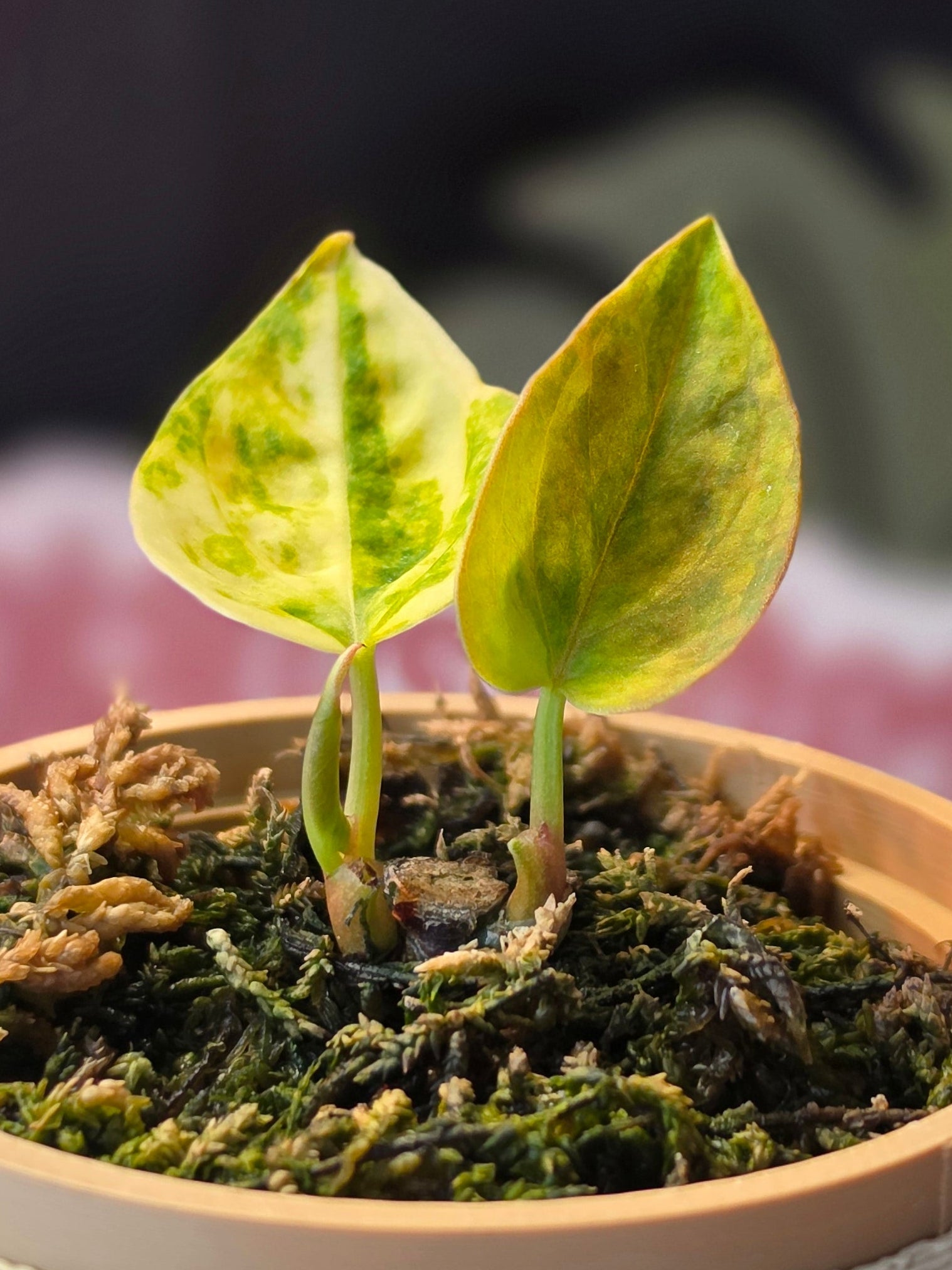 Anthurium Forgetii x Carlablackiae x Ace of Spades dark velvet collector hybrid at Plant.ess