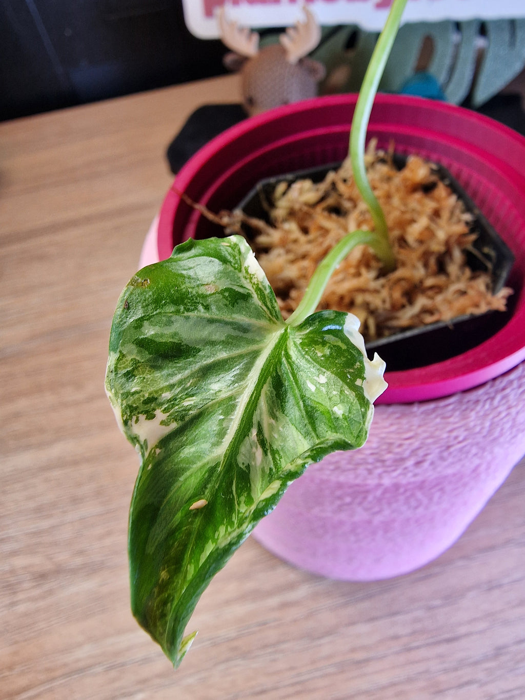 Alocasia Cucullata Crinkles albo #3