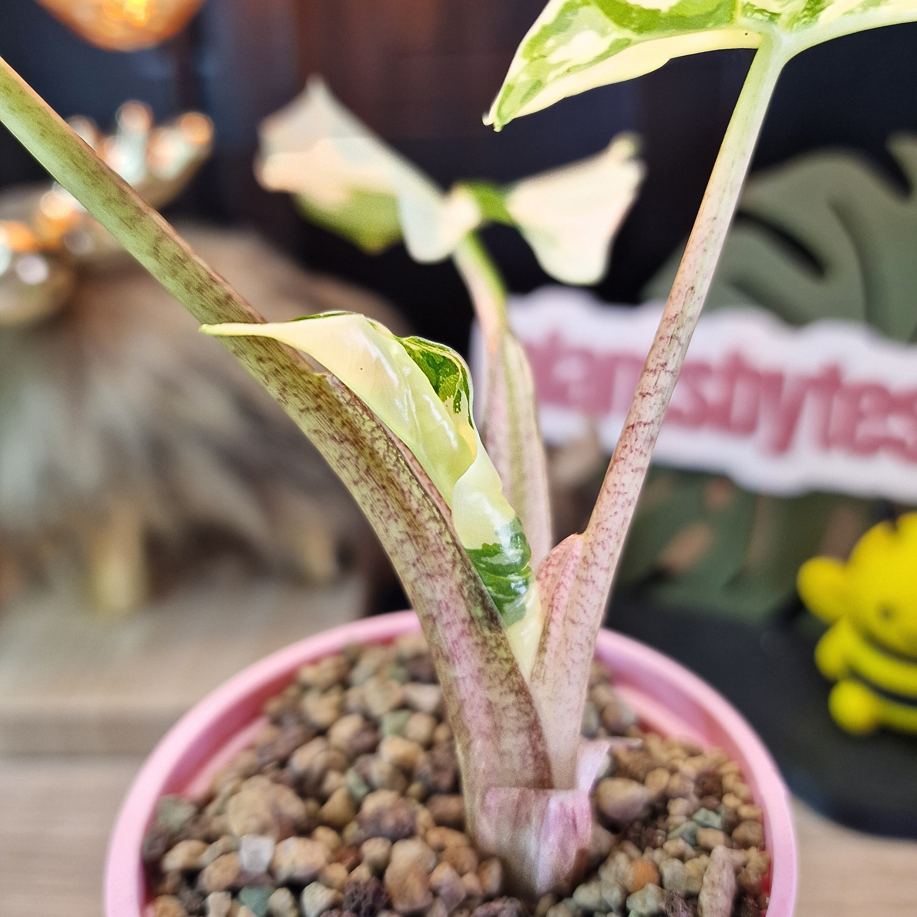 Alocasia Low Rider albo – Plant.ess