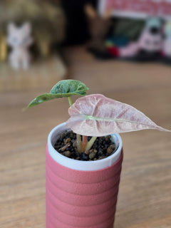 Alocasia Pink Polly Mutation | Rare Pink Variegated Collector Alocasia