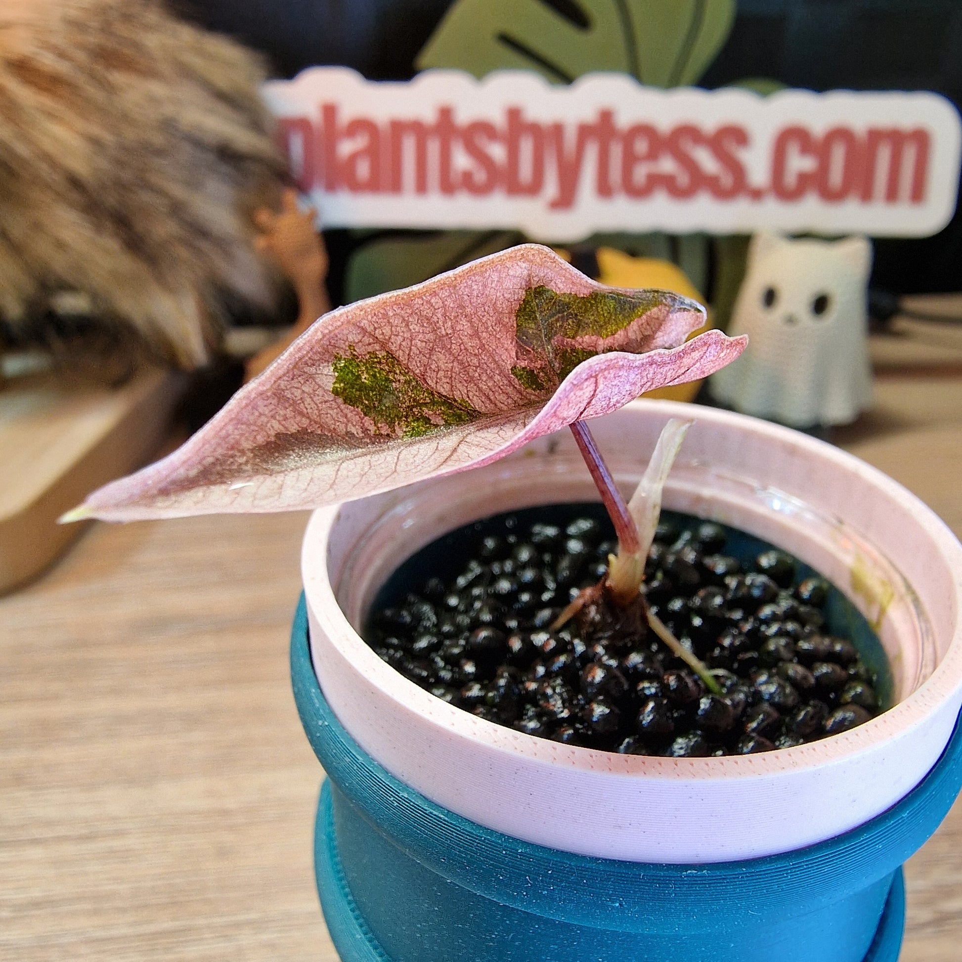 Alocasia Sanderiana pseudo pink