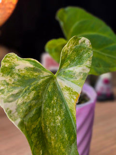 Anthurium (Pterodactyl x Luxurians) x (Papillilaminum x Magnificum) Clone | Rare Collector Hybrid