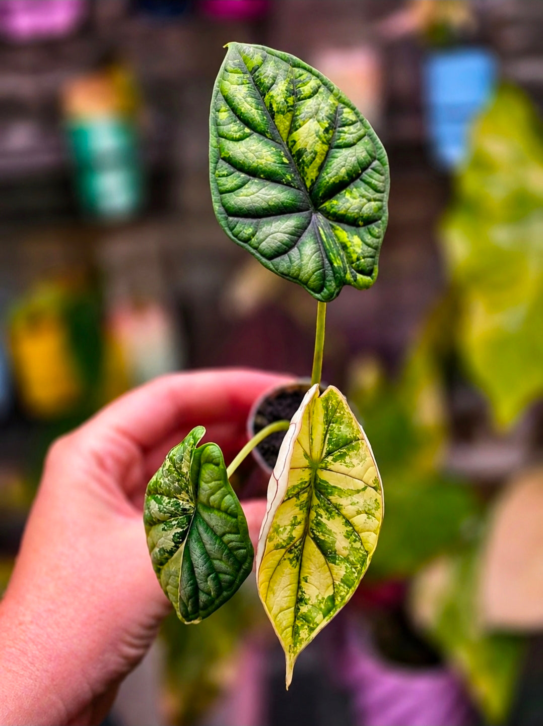 Alocasia 'Dragon Scale' (Variegated)