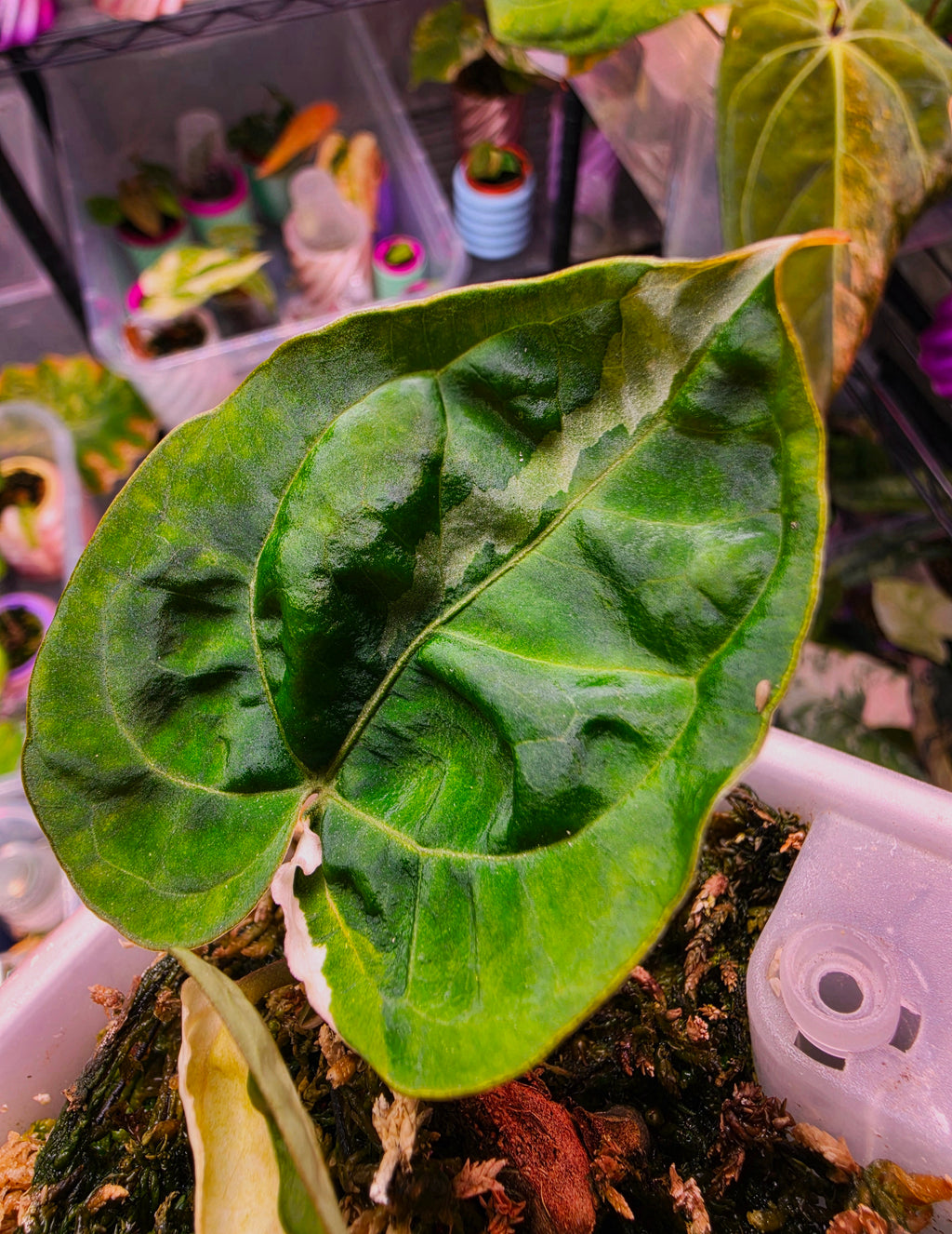 Anthurium 'Darkest Panama' (Goliath) | Variegated