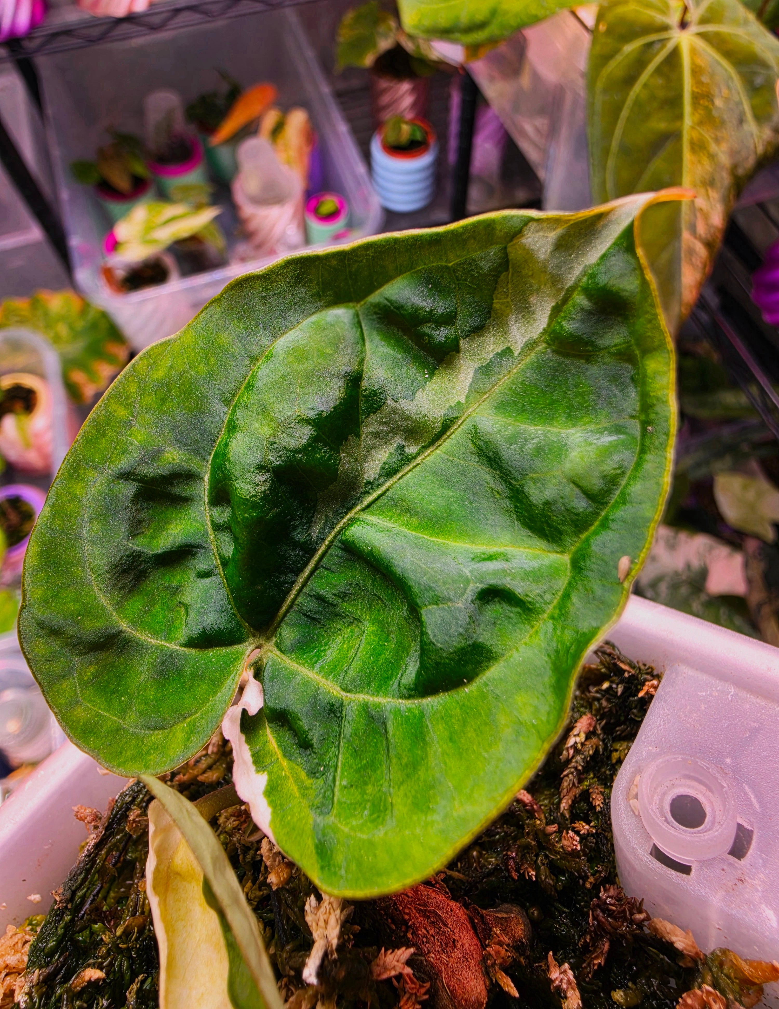 Anthurium 'Darkest Panama' (Goliath) | Variegated