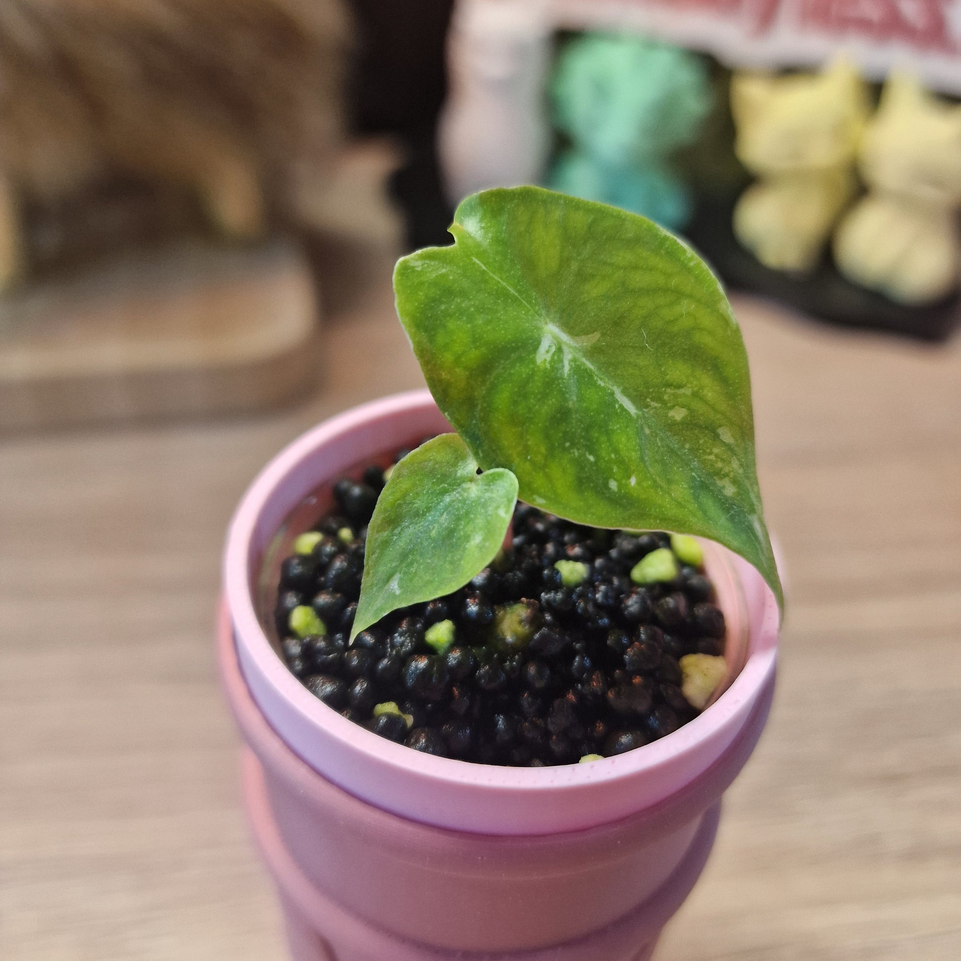 Alocasia Pink Dragon albo