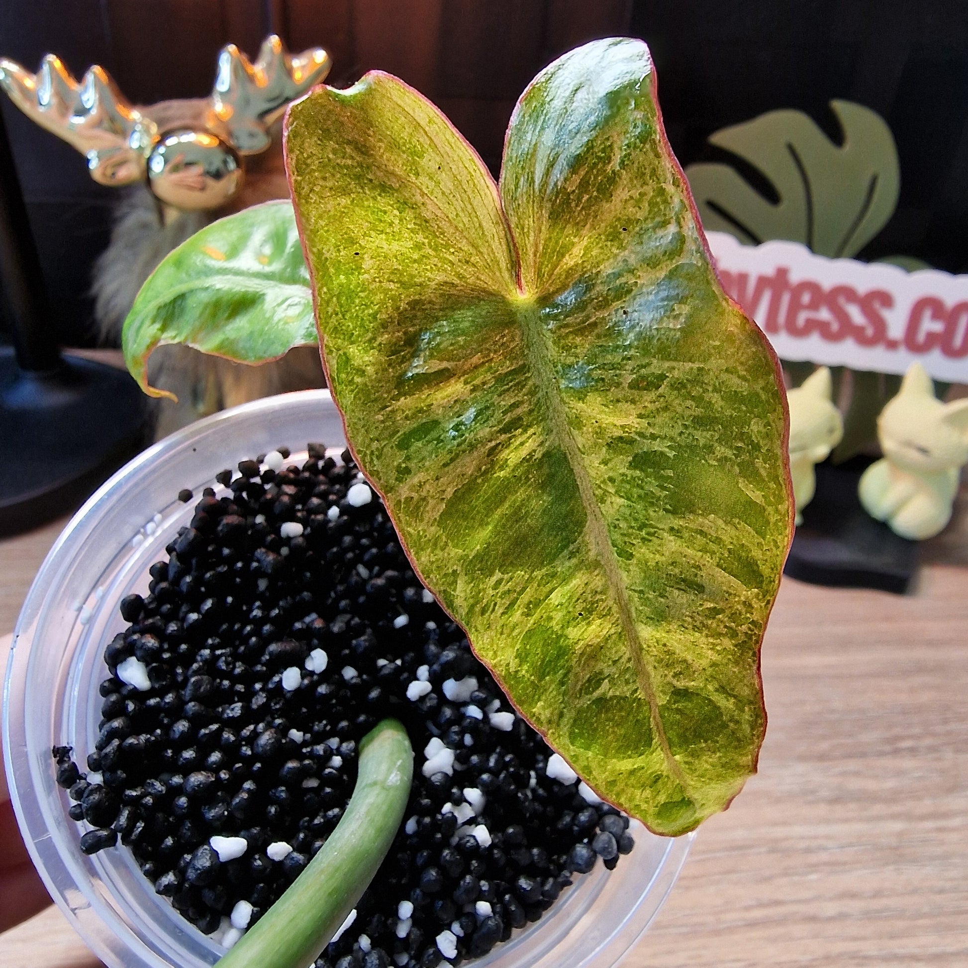 Philodendron Paraiso Verde aurea