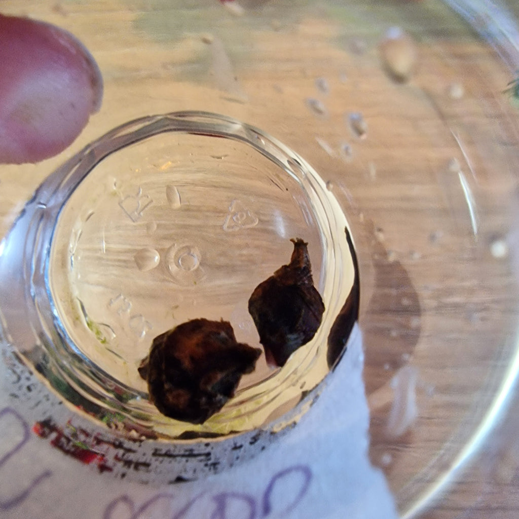 Alocasia Longiloba albo corm