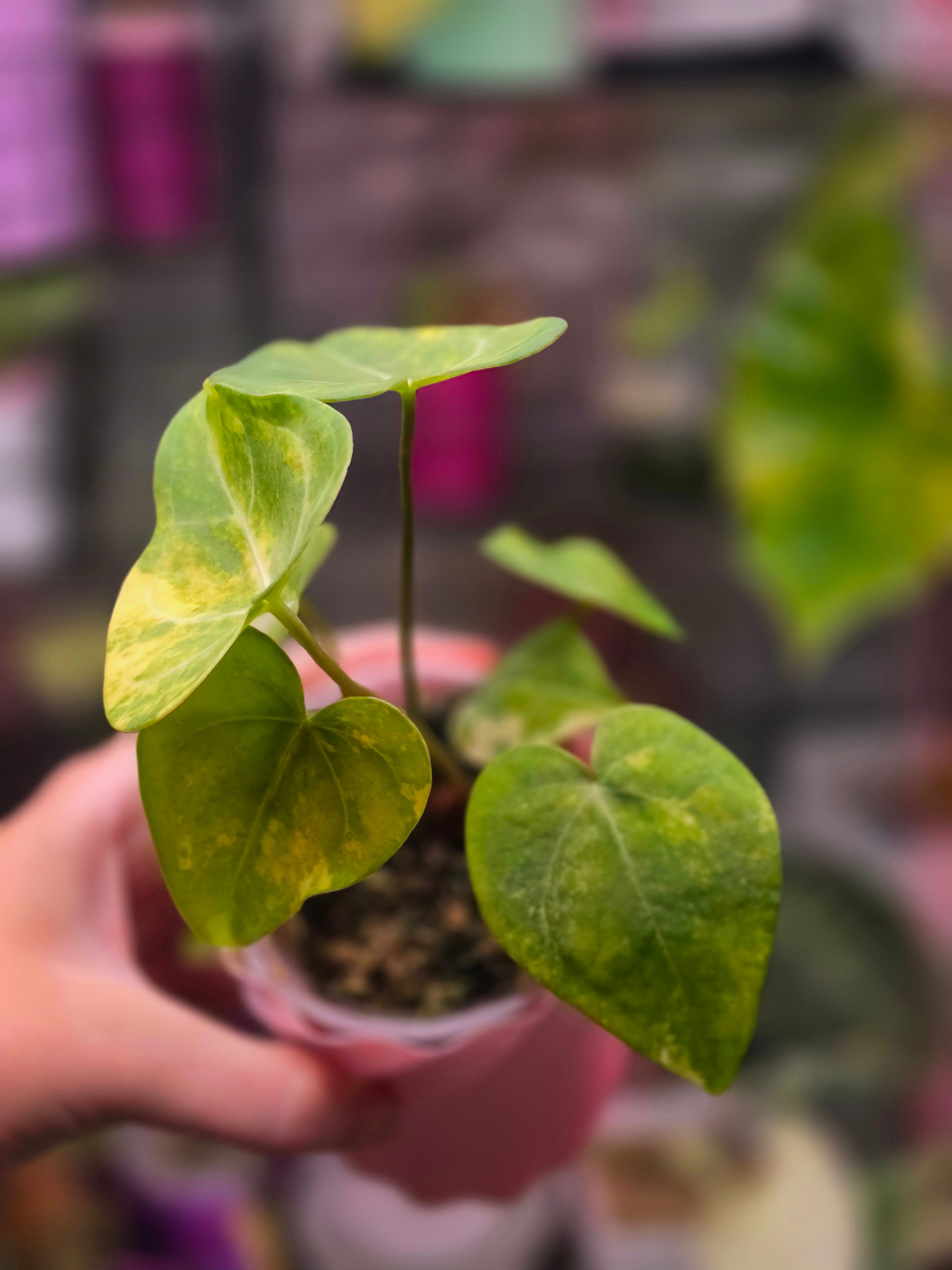Anthurium 'Queen of Hearts' × clarinervium (Variegated)