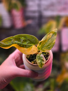 Anthurium Forgetii × (Carla × AOS) (Variegated)