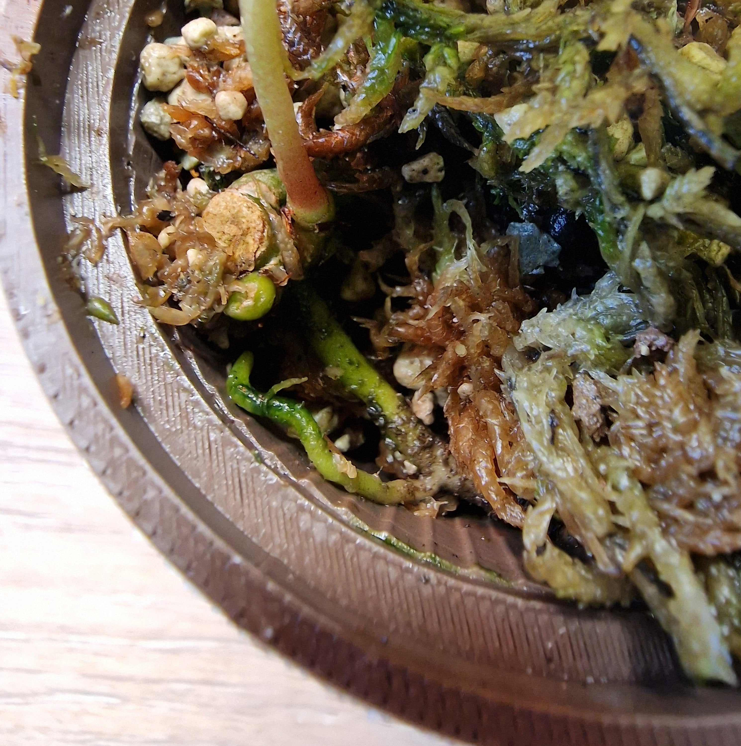 Anthurium (papi x crys) x (debilis x rvdp)