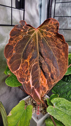 Anthurium Forgetti x RVDP Mutated