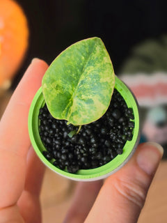 Alocasia Nebula Aurea | Golden Variegated Rare Plant #1