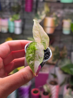 Alocasia Watsoniana Doff Albo | Rare White Variegated Collector Alocasia