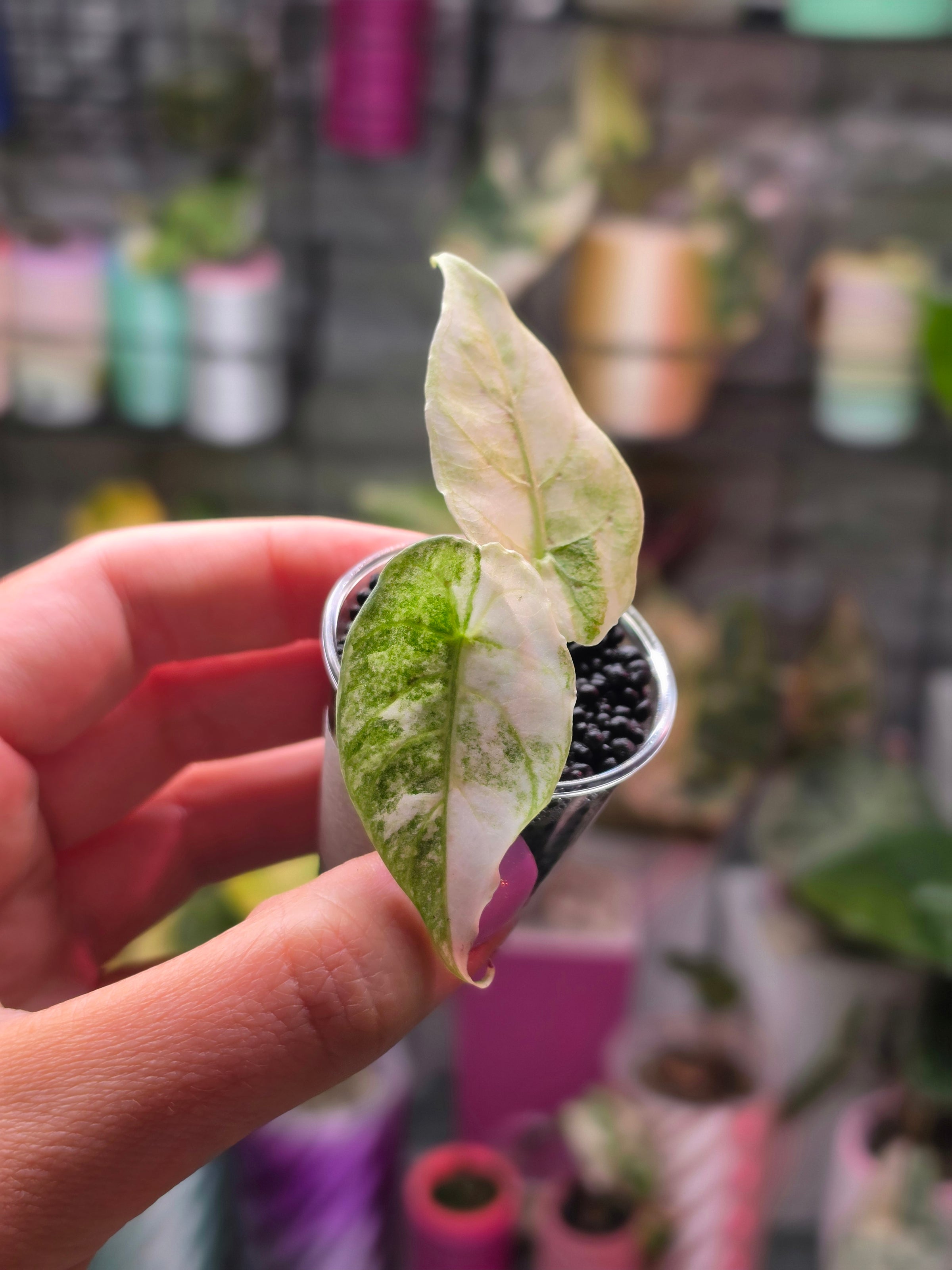 Alocasia Watsoniana Doff Albo | Rare White Variegated Collector Alocasia
