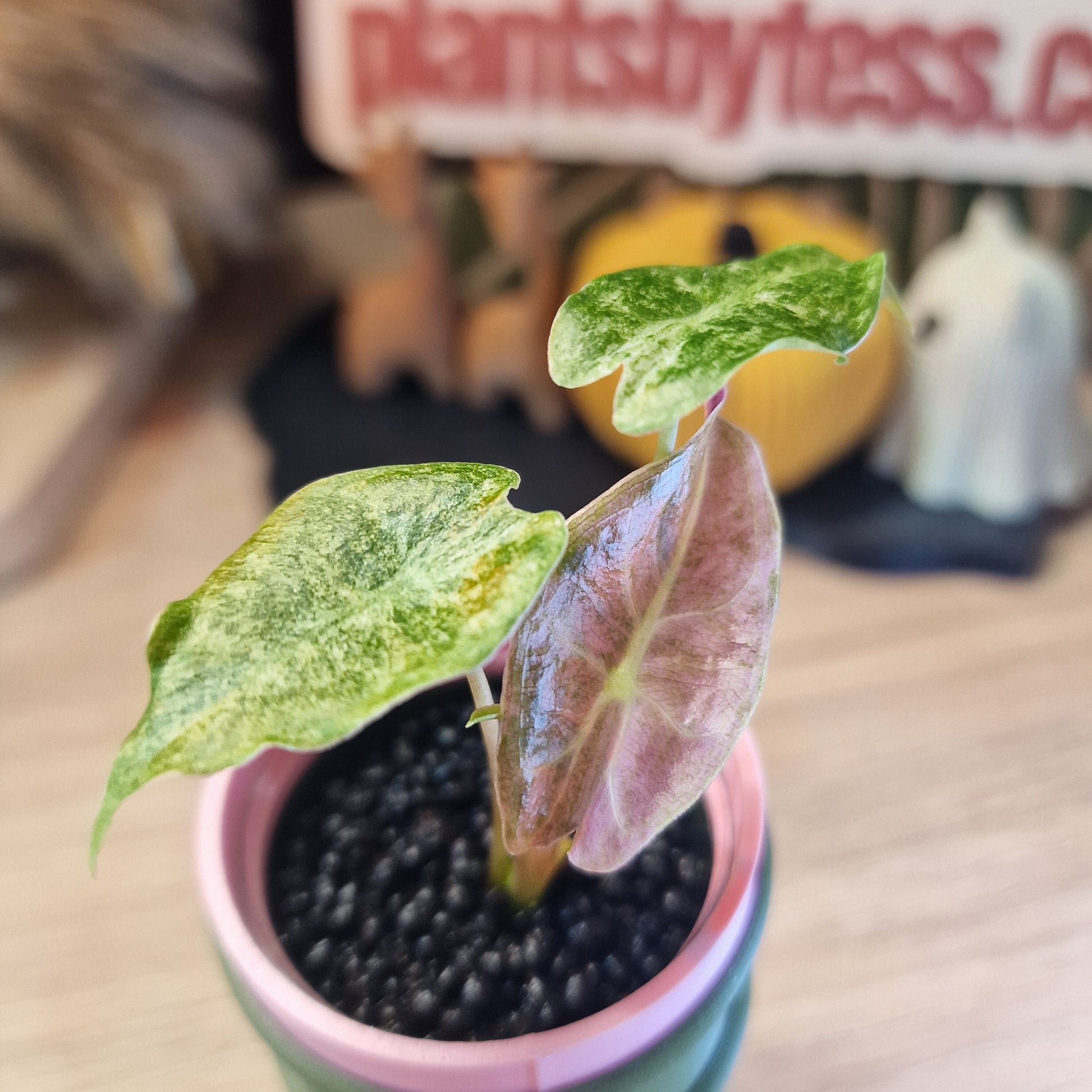 Alocasia Black Satun stardust