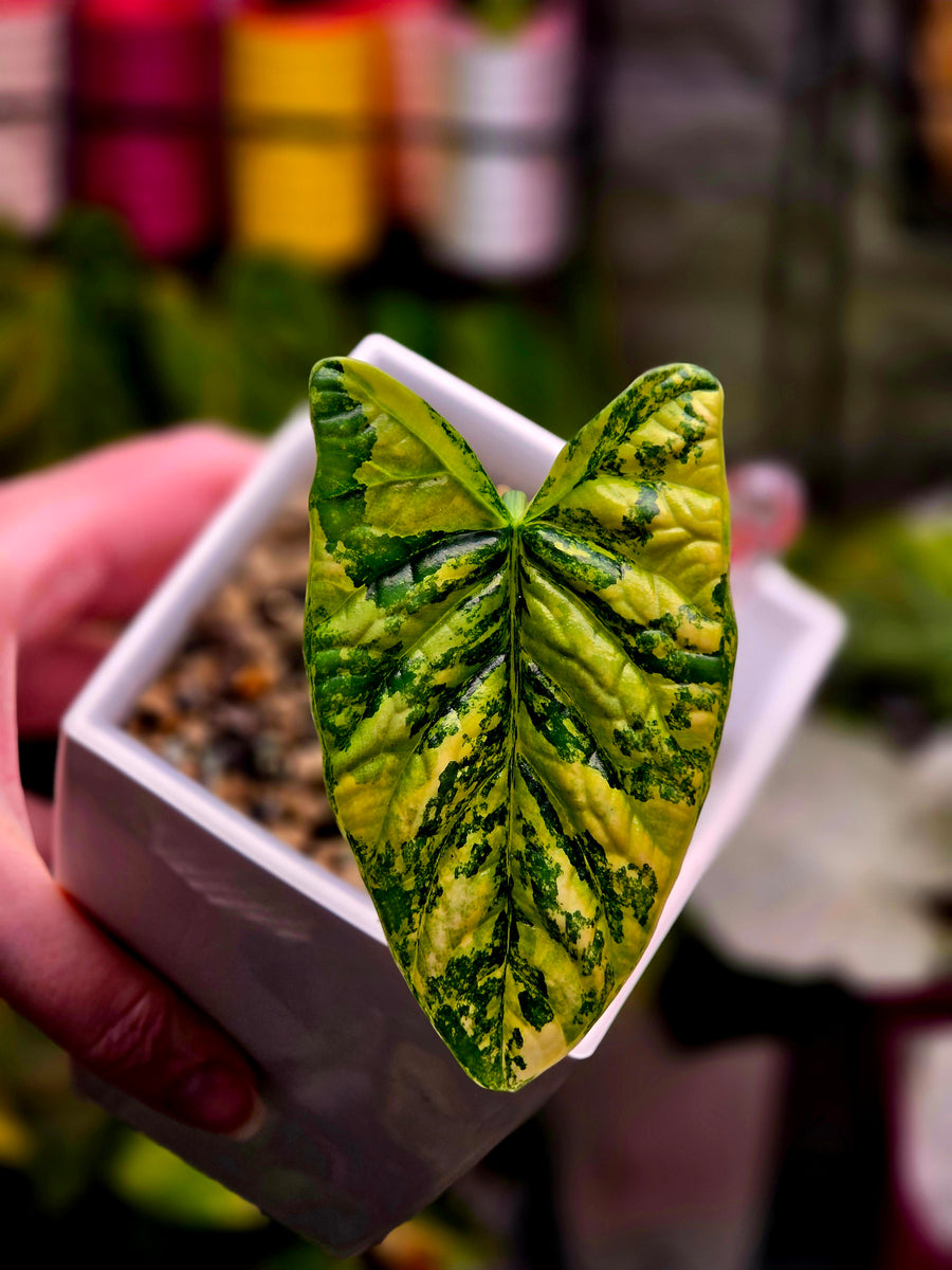 Alocasia Sinuata Aurea corm golden variegated rare bulb at Plant.ess Sweden