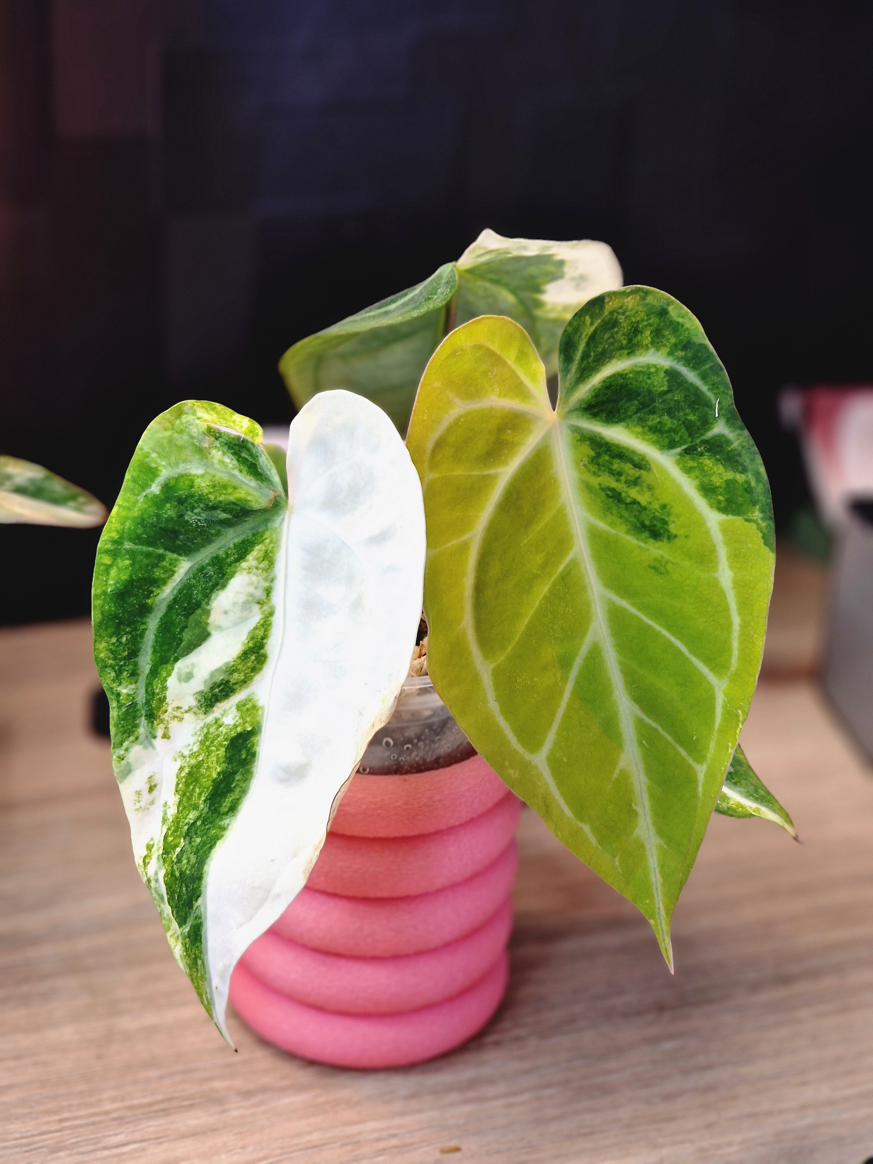 Anthurium (papi x crys) x (magnificumxforgetti)