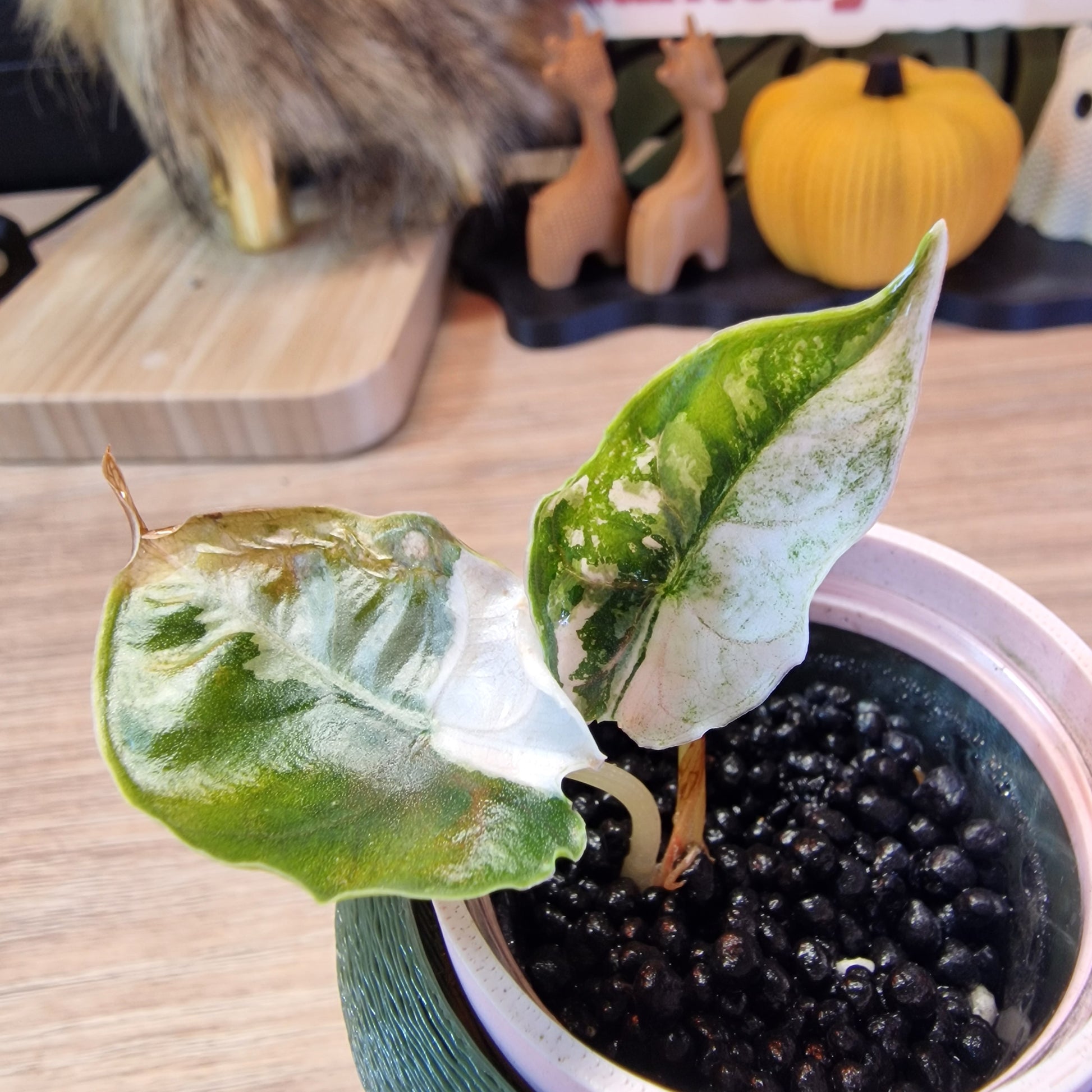 Alocasia Azlanii albo/pink