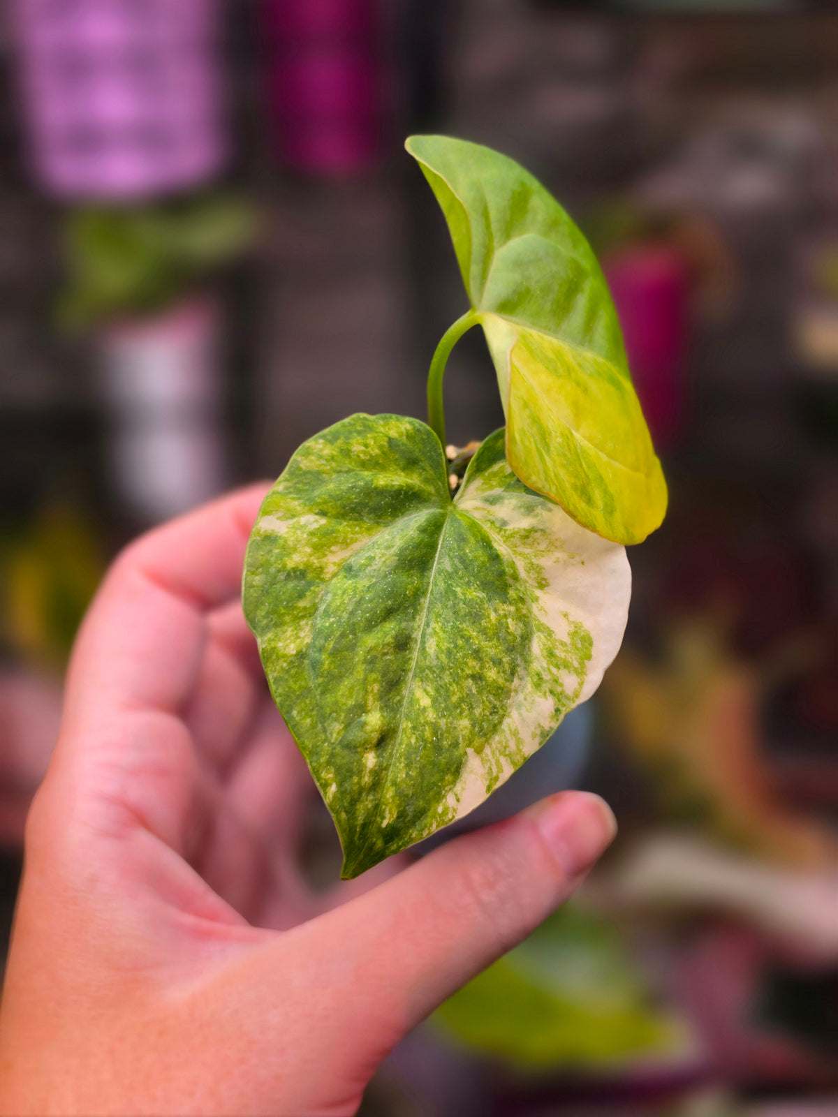 Anthurium (Pterodactyl × luxurians) × (papillilaminum × magnificum) (Variegated)