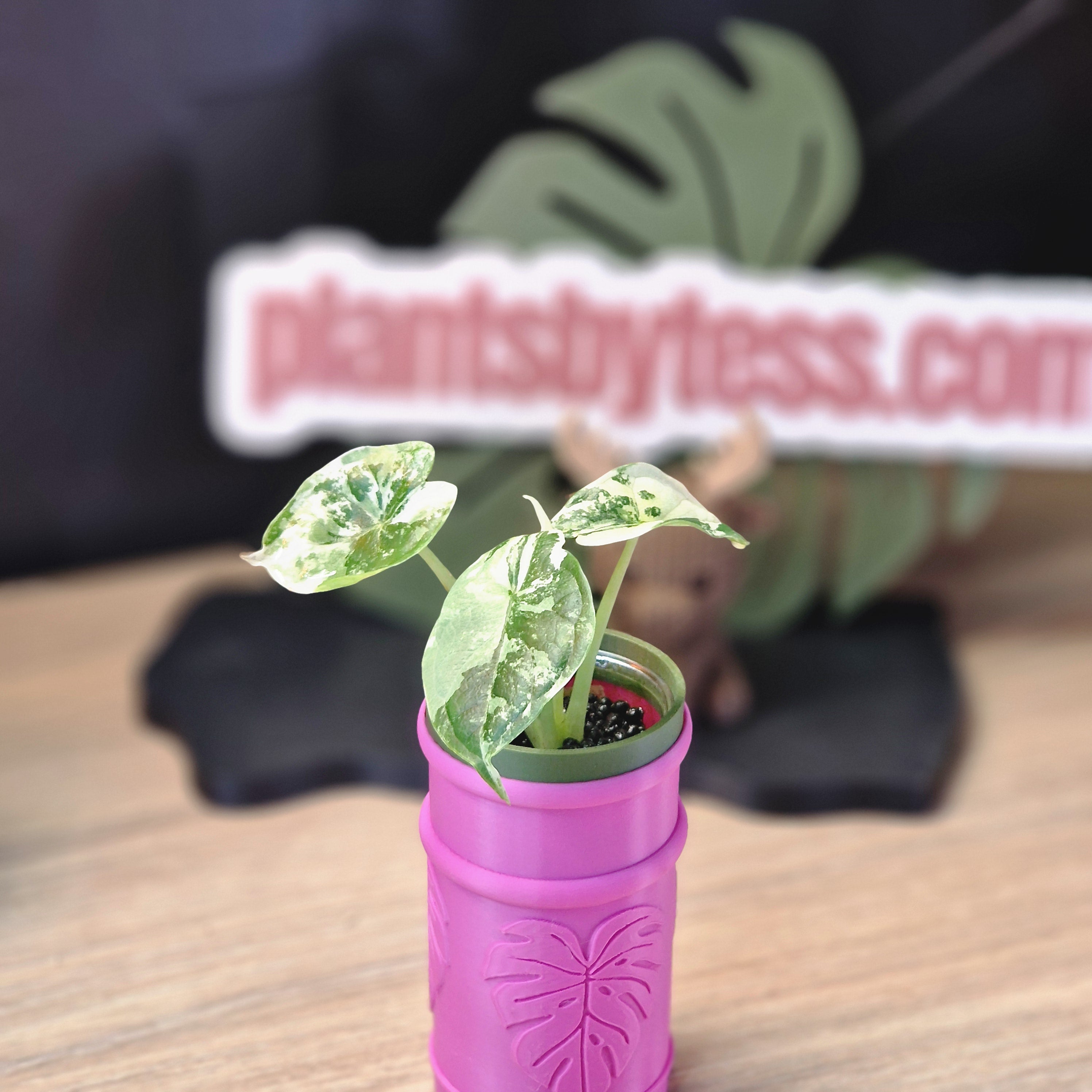 Alocasia Dragon Scale albo #4