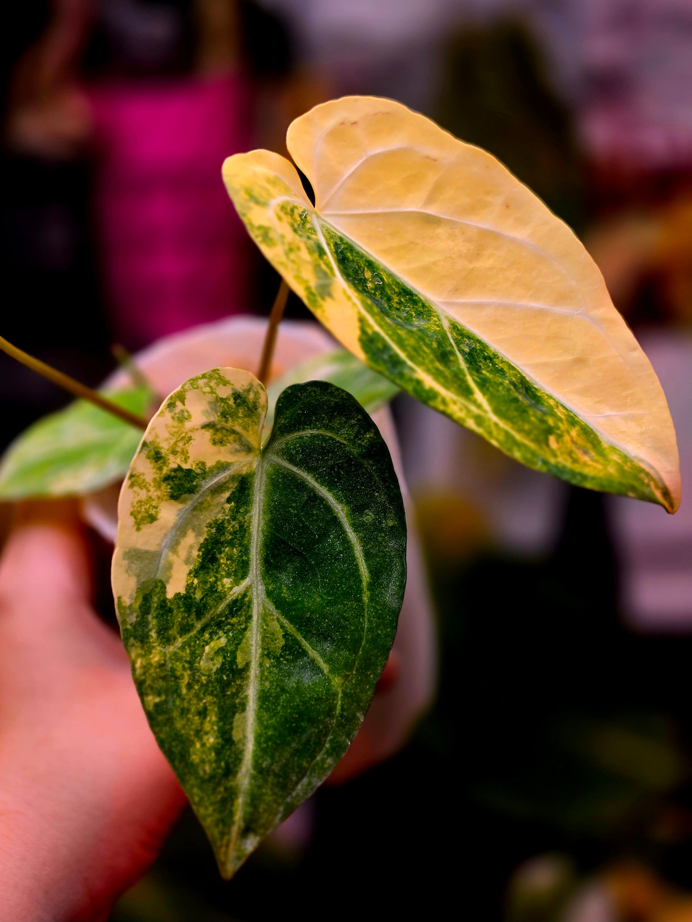Anthurium Papillilaminum × Michelle | Cream Variegated