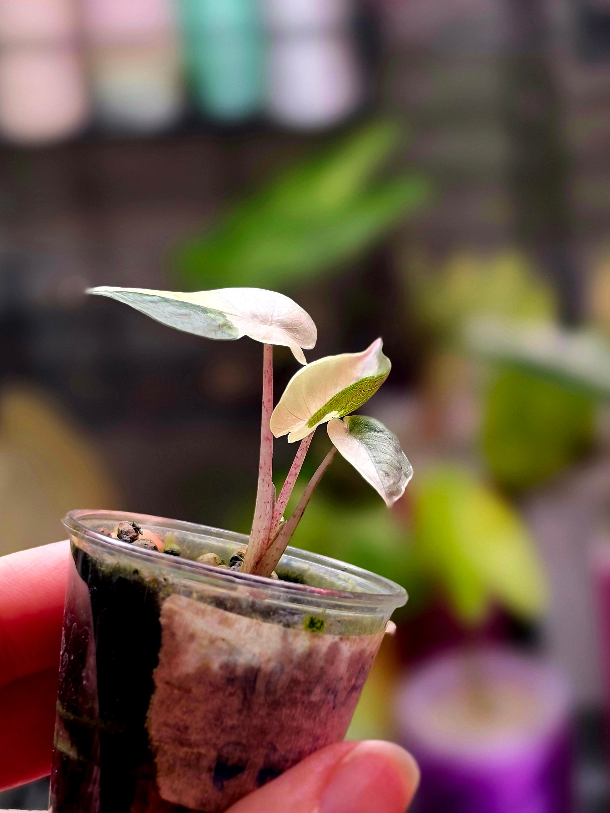 Alocasia Yucatan Princess Pink | Variegated Rare Collector Plant #2