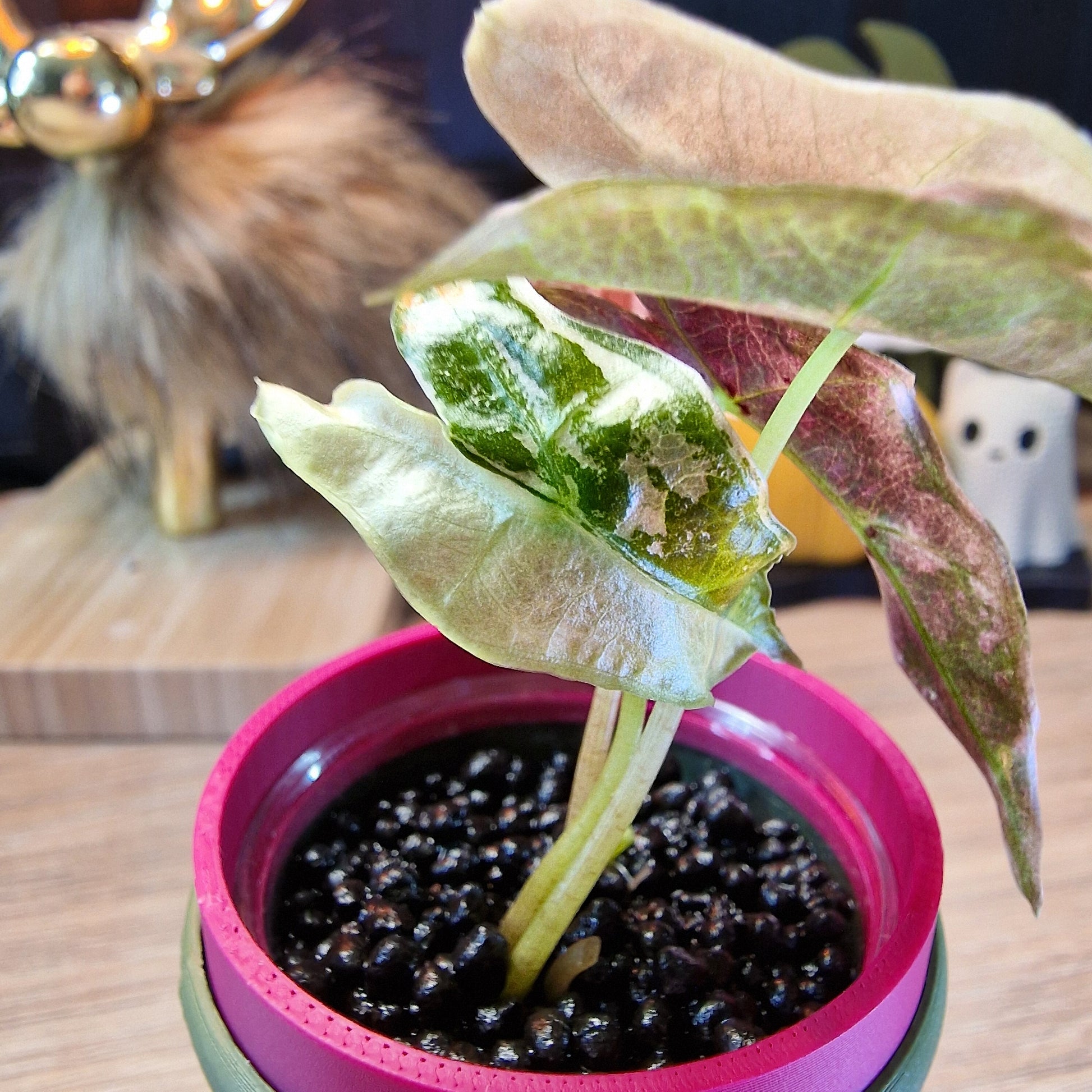 Alocasia Nobilis Pink