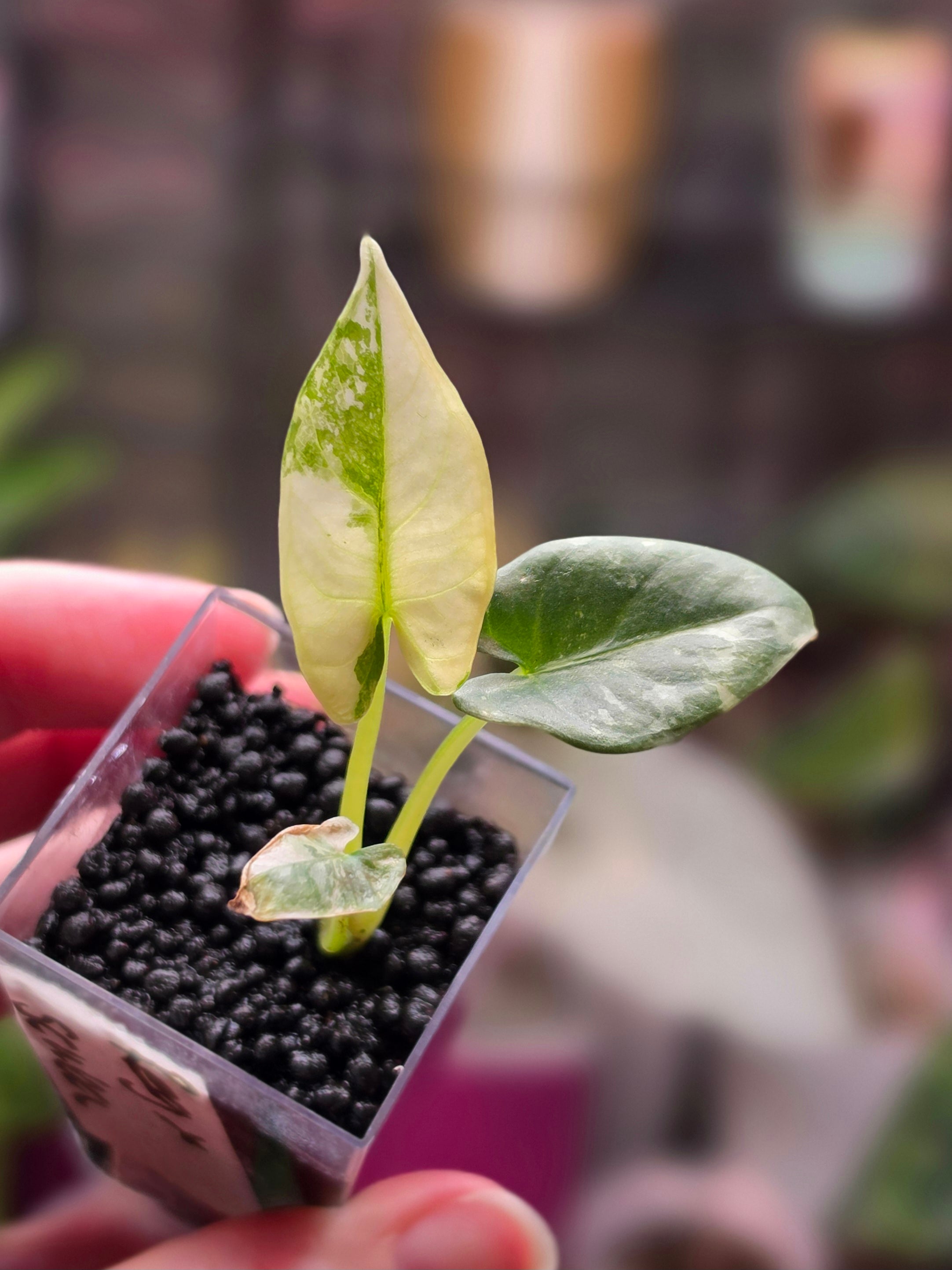 Alocasia Reginae x Scabriuscula Hybrid | Rare Collector Alocasia