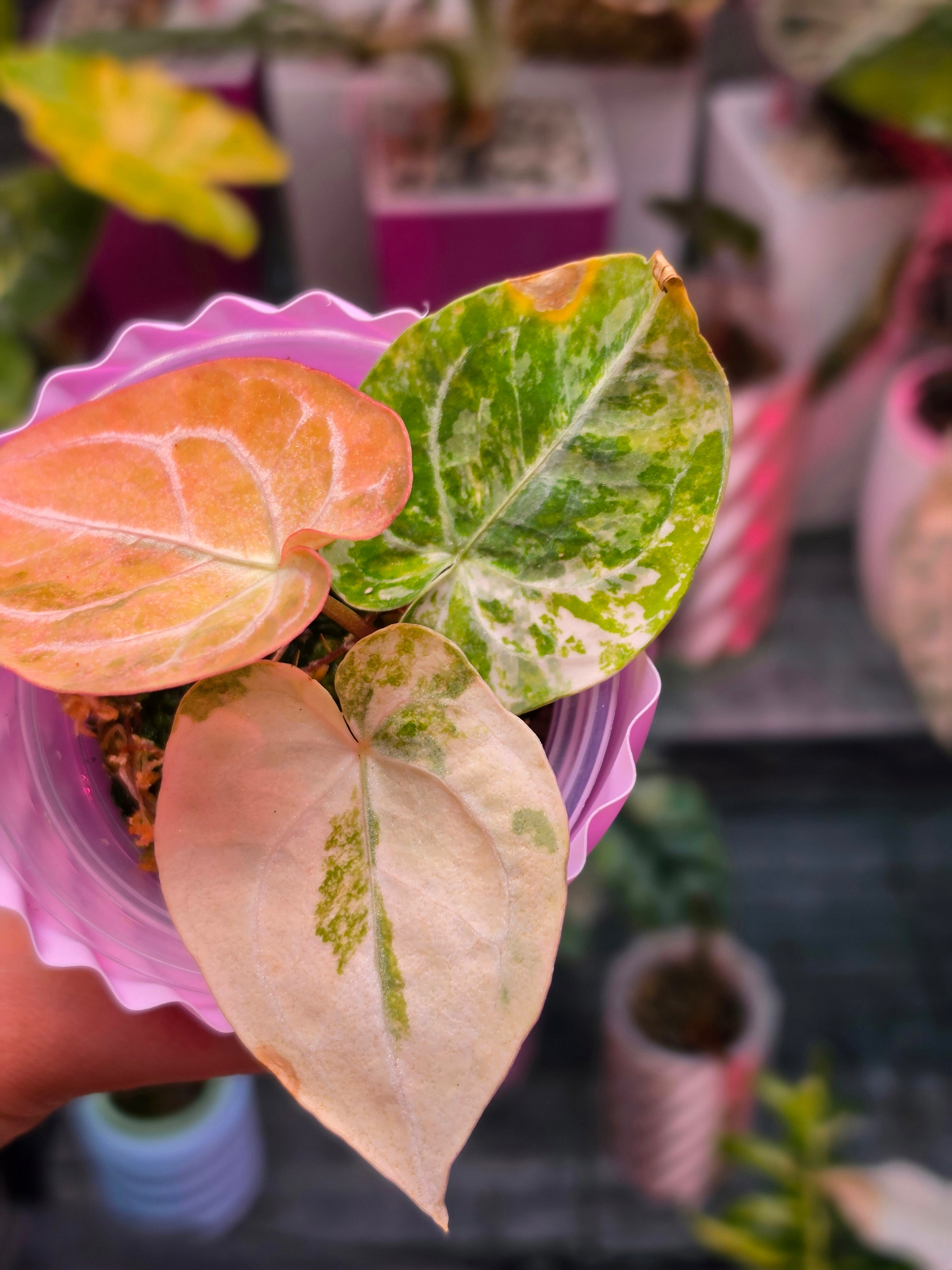 Anthurium Magnificum × Dressleri White | Velvet Collector Hybrid