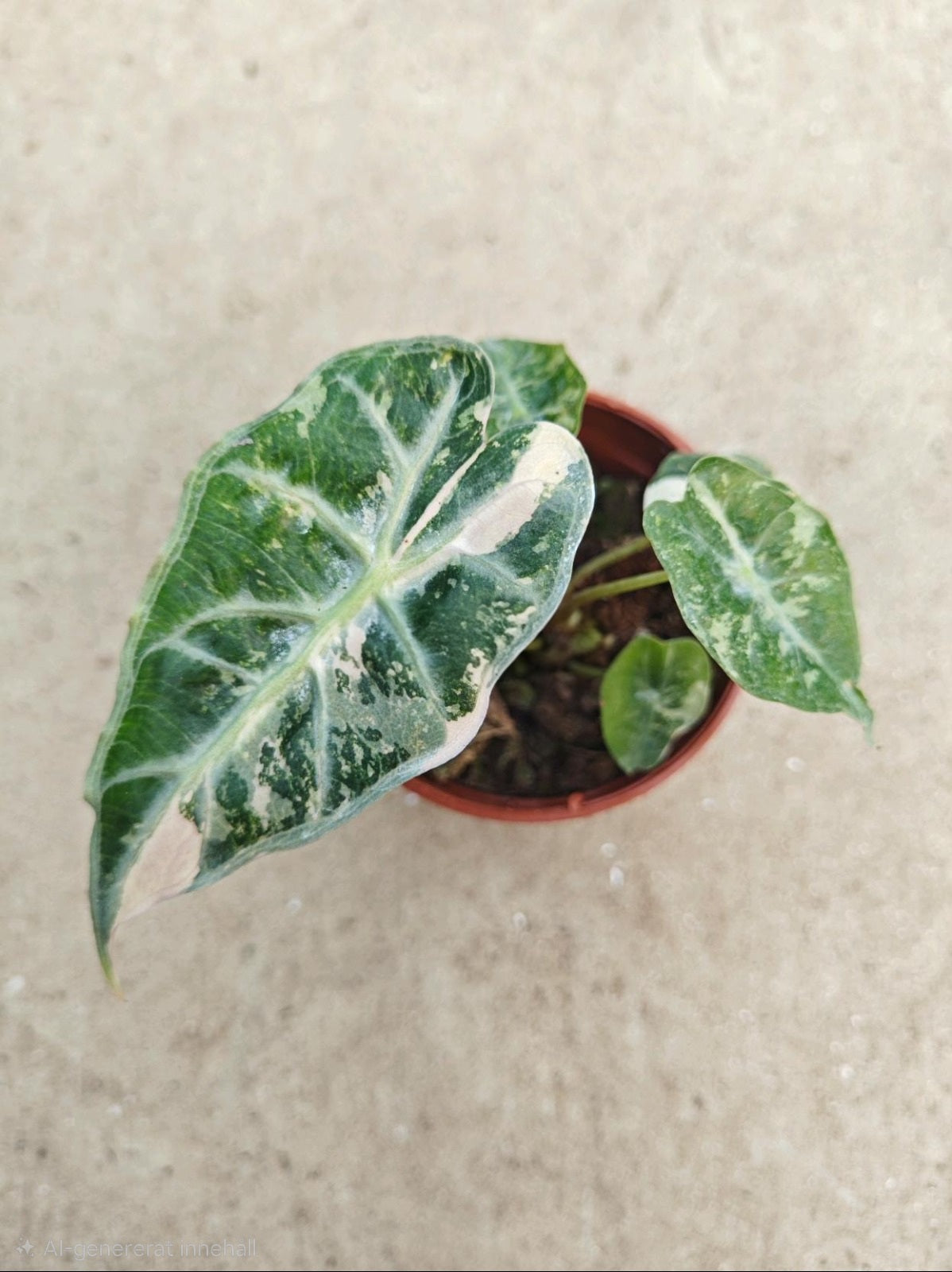 Alocasia Mandalay Pink tissue culture pre-order variegated TC plant at Plant.ess