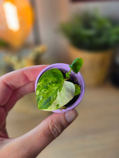 Anthurium (Papillilaminum × Crystallinum) × Portillae Open — Variegated Seedling #1
