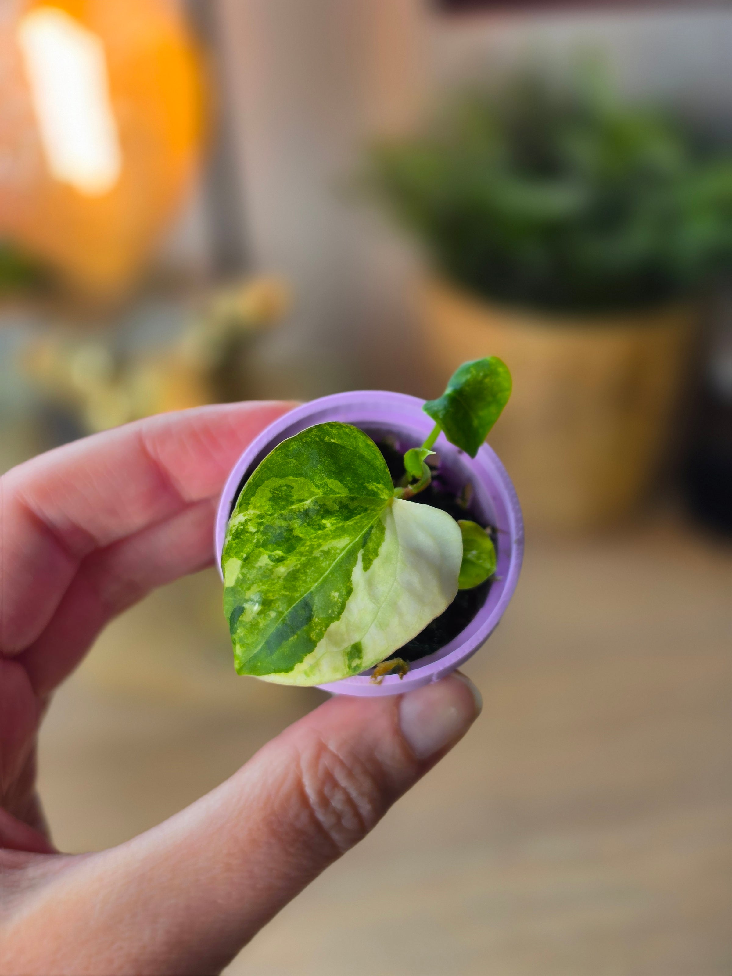 Anthurium (Papillilaminum × Crystallinum) × Portillae Open — Variegated Seedling #1