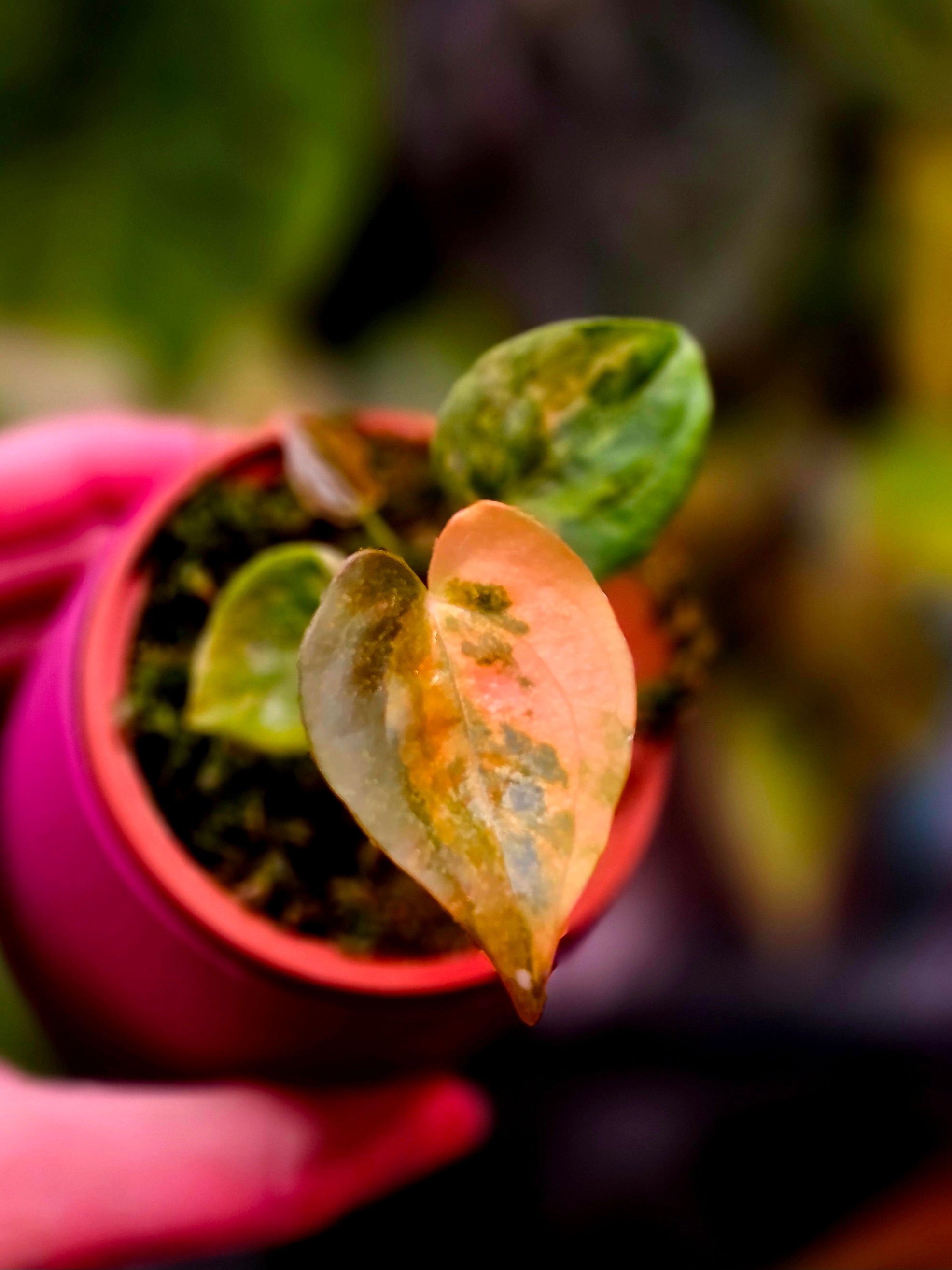 Anthurium Papillilaminum × Ace of Spades (SKG) | Peach Variegated