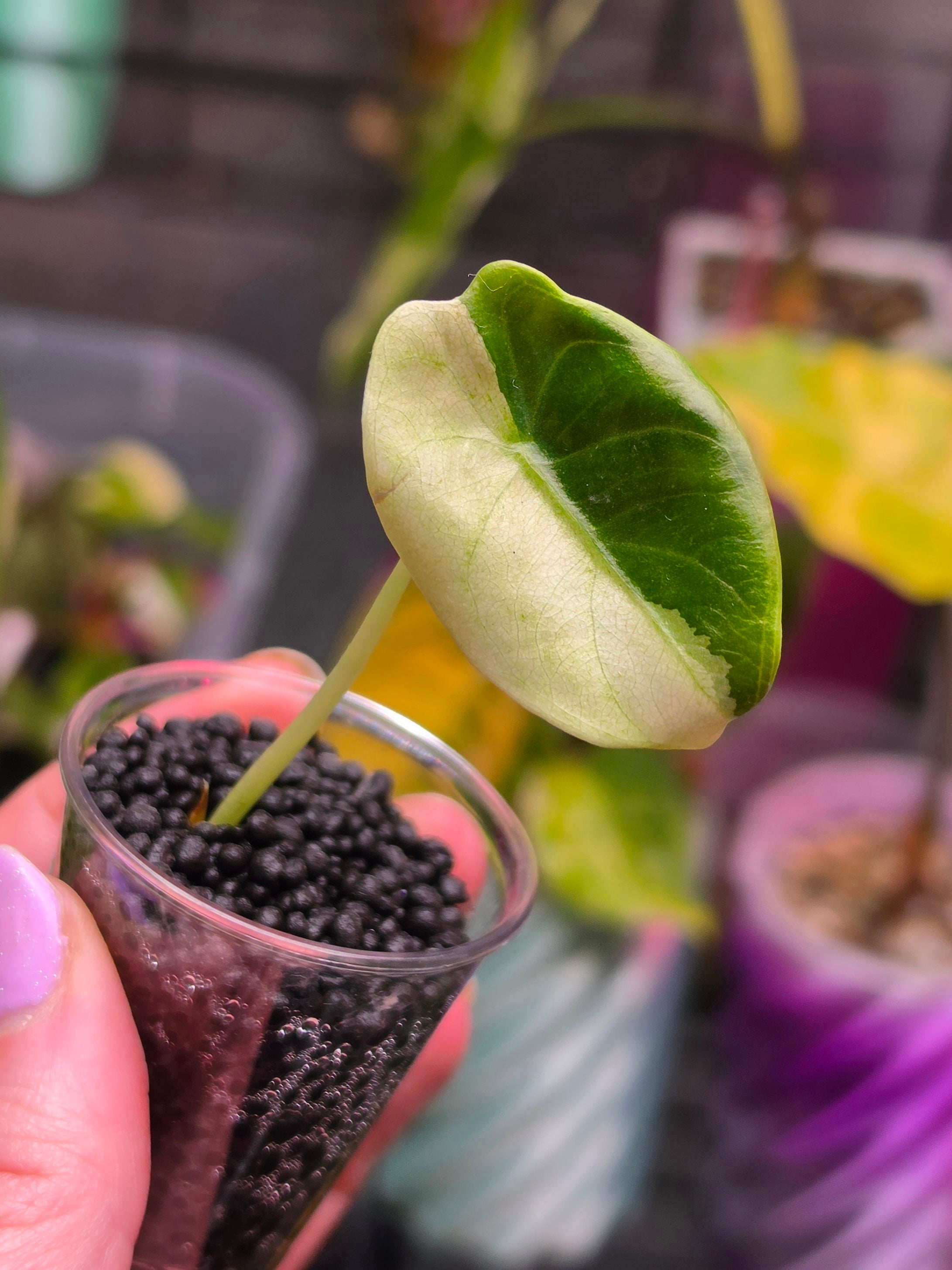 Alocasia Sedenii Pink Variegated | Ultra Rare Pink Collector Alocasia Plant