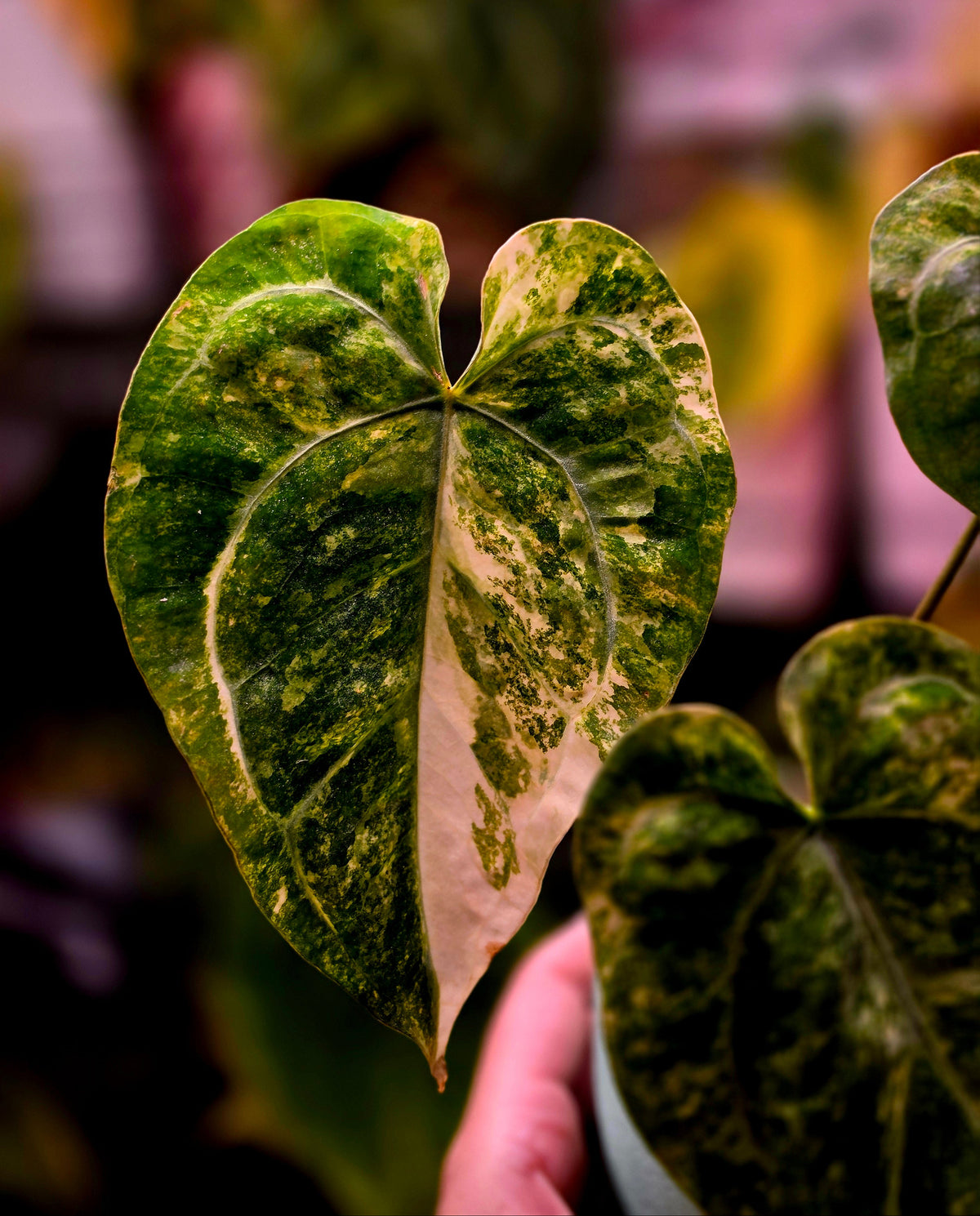 Anthurium (papillilaminum × crystallinum) × carlablackiae
