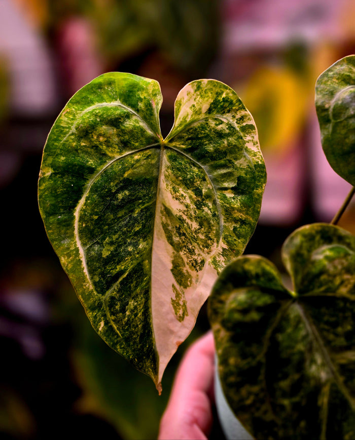 Anthurium (papillilaminum × crystallinum) × carlablackiae