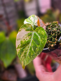 Anthurium (Papillilaminum × Crystallinum) × Carlablackiae (Variegated) kidda line